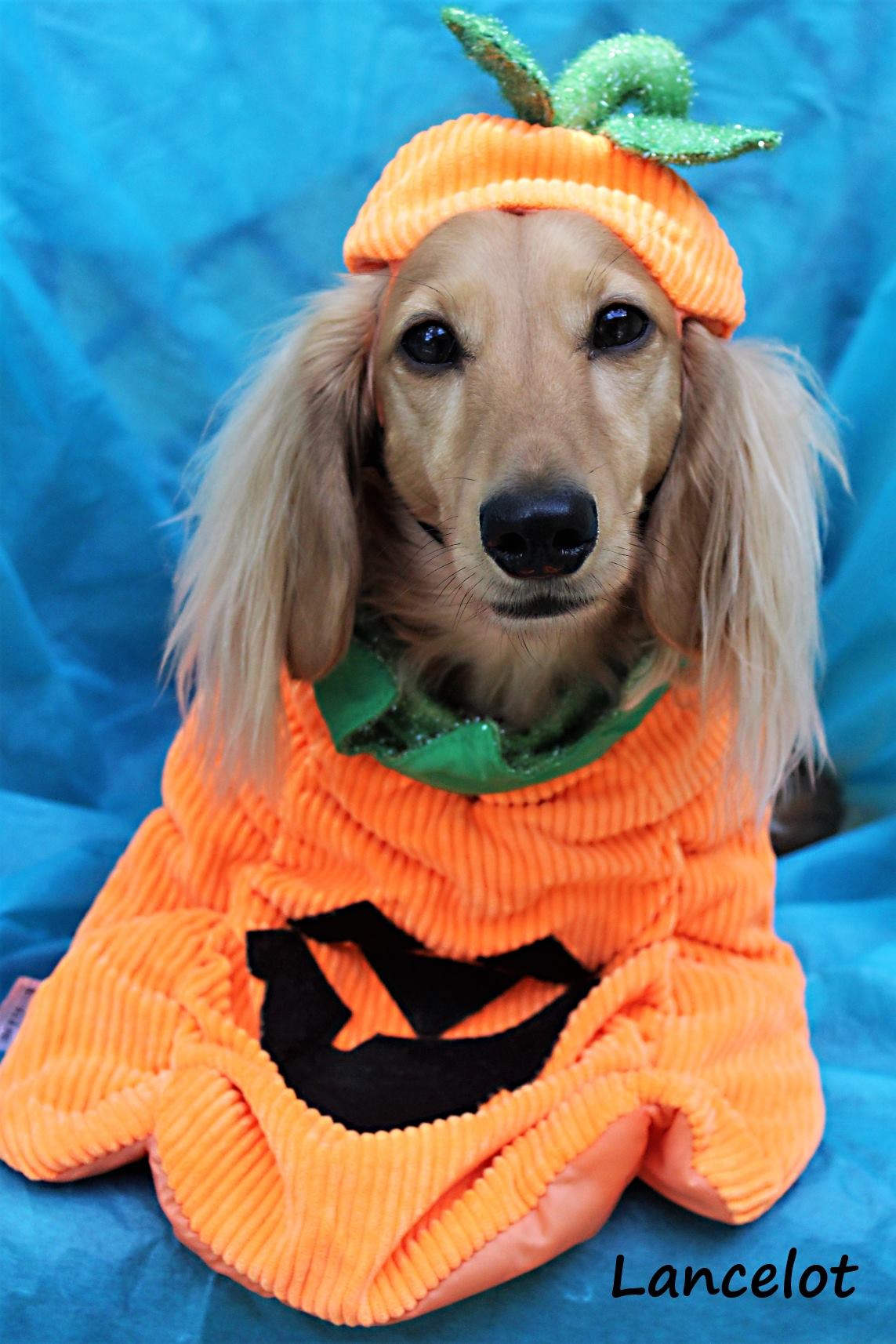 It's always october around here!!