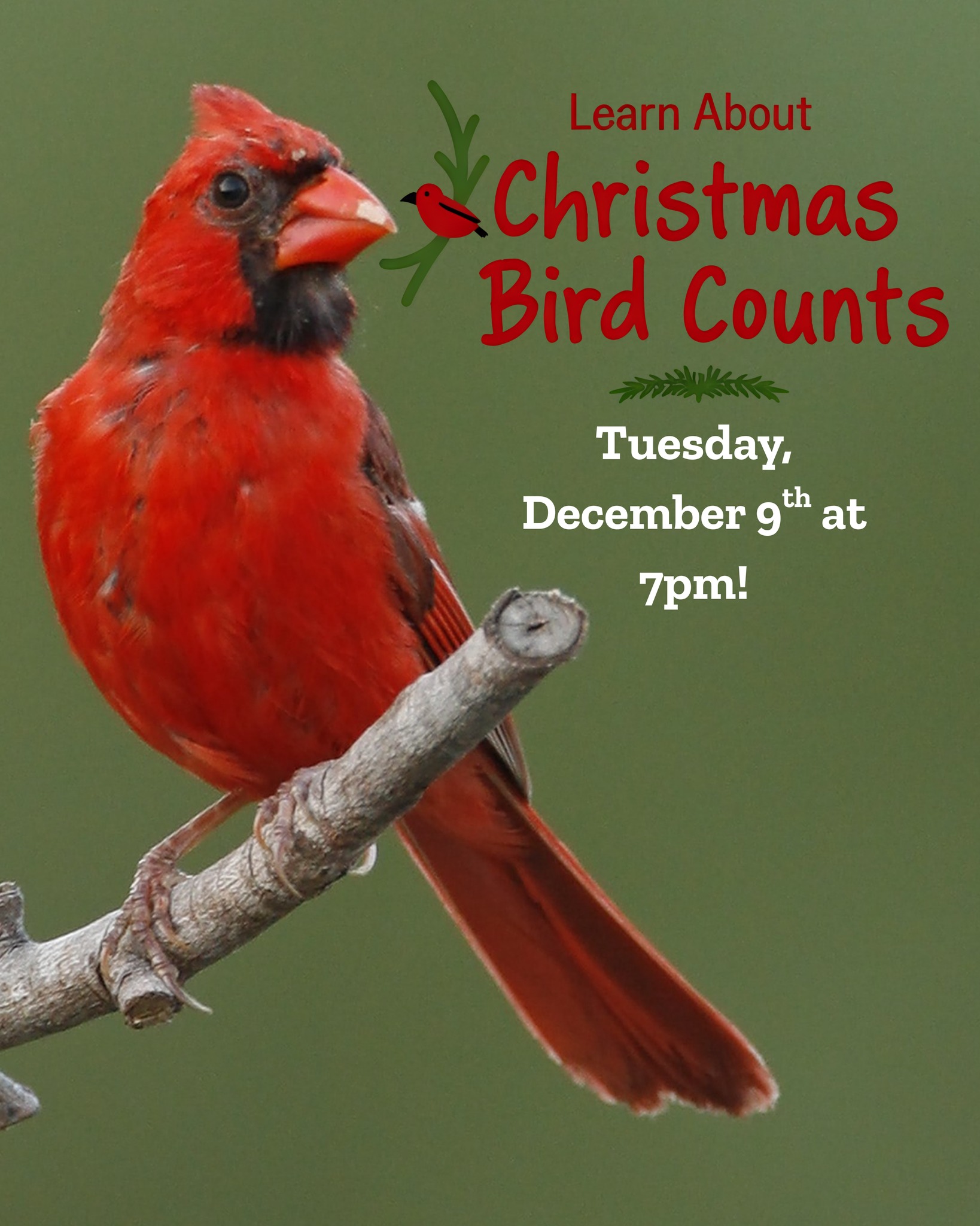 Wild - Christmas Bird Counts COUNTDOWN! Two hours to go until Jeff ...