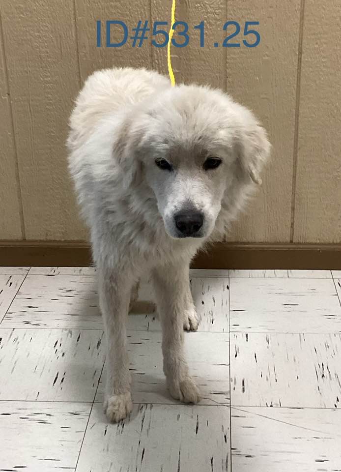Kerr - Rescue adopted 12/22/2025 Found on Ranchero rd, Kerrville Owner ...