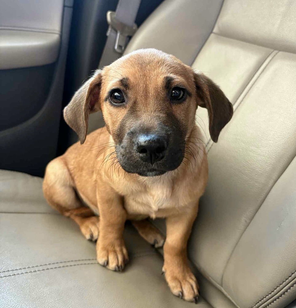 Pup of the Day:... - Mile High Labrador Retriever Mission | Facebook