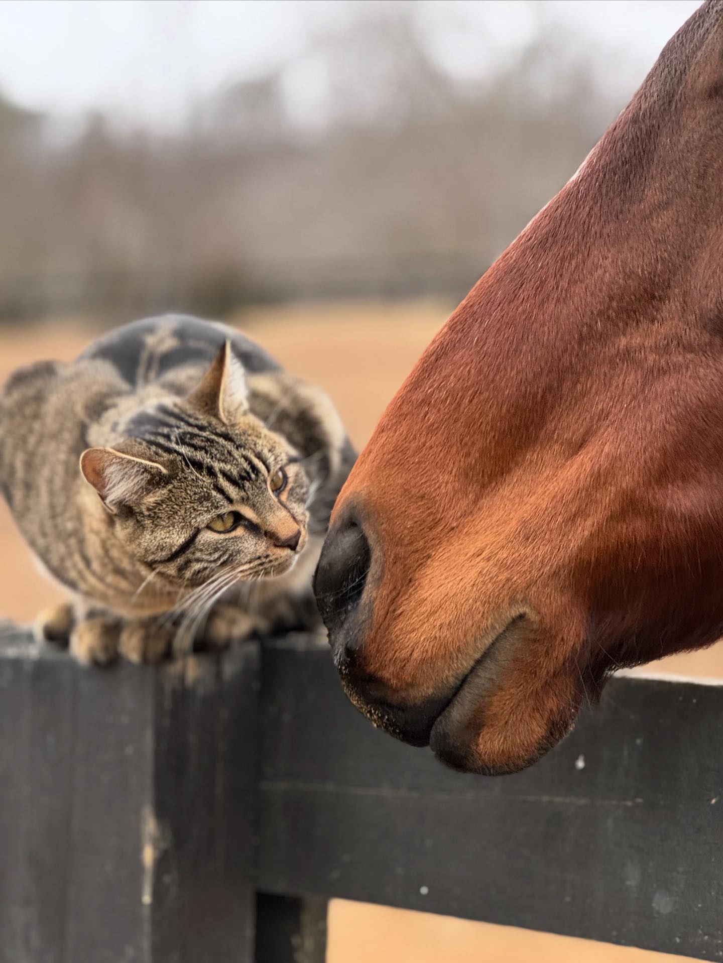 Cannon Ridge Farm | Afton VA