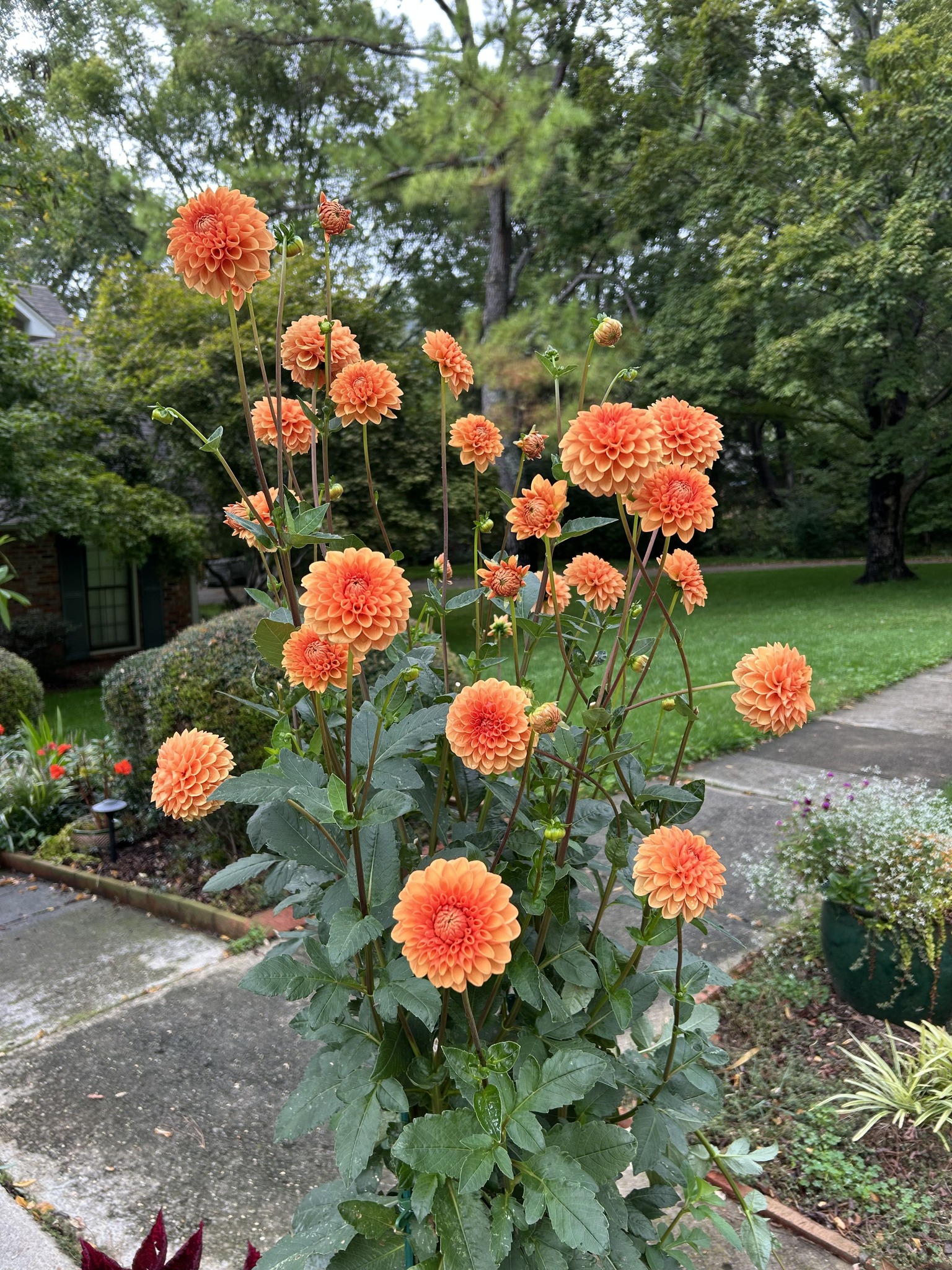 This is the first Dahlia I grew +last year) and I want more of