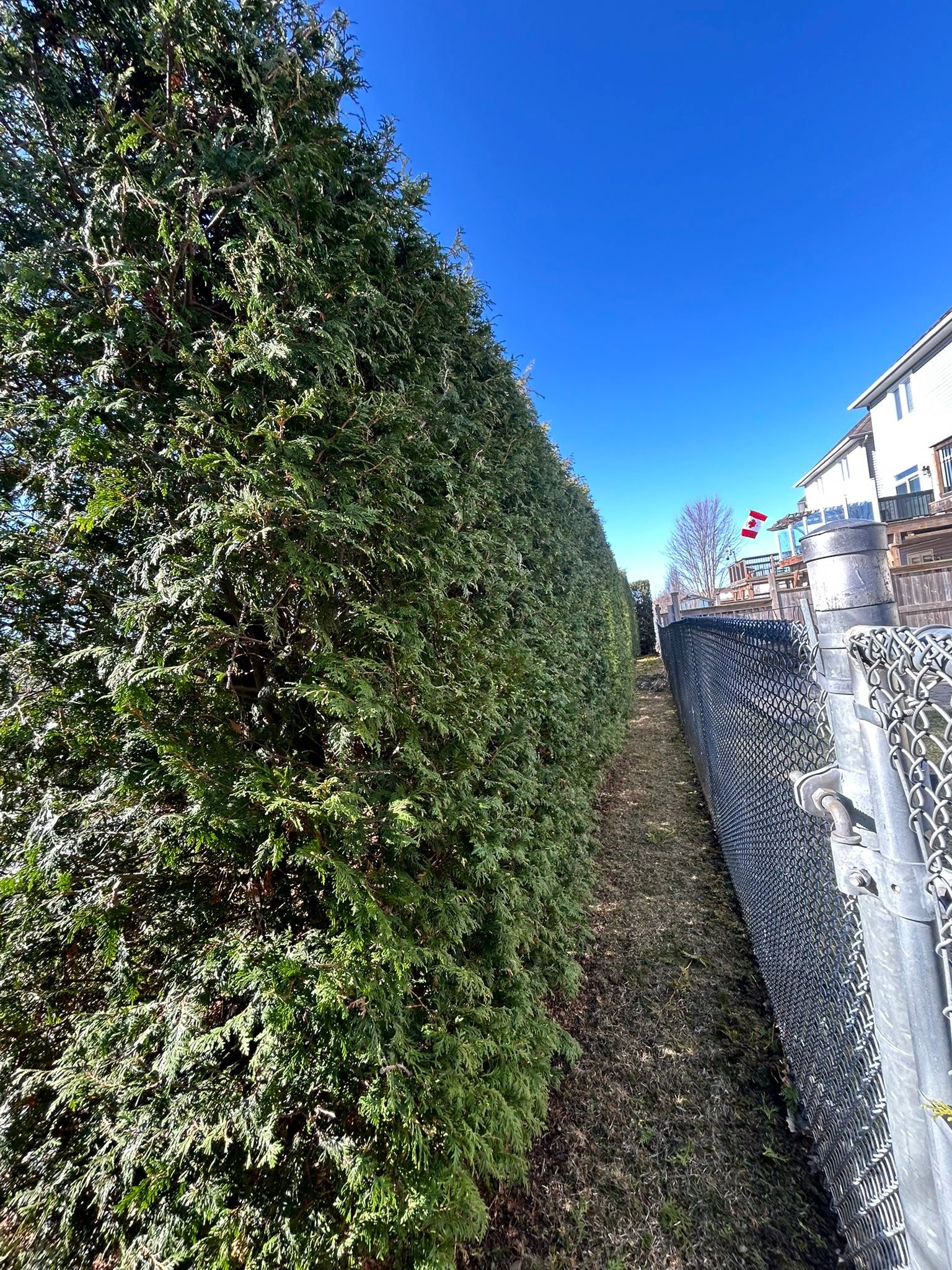 Madden & Company Tree Service | Westport ON
