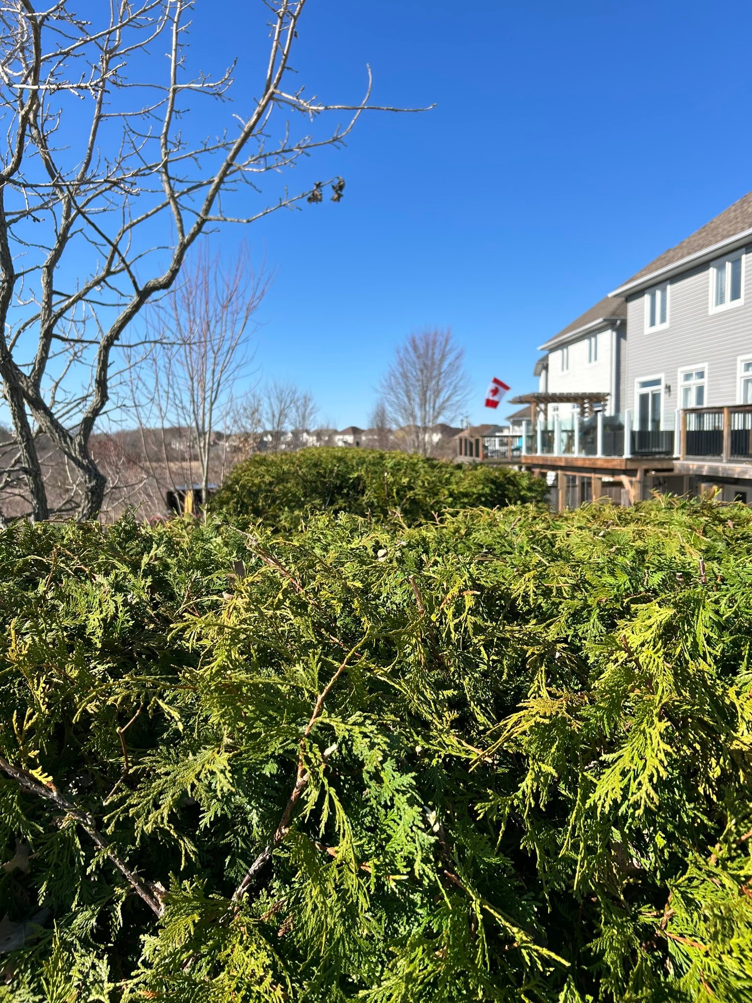 Madden & Company Tree Service | Westport ON