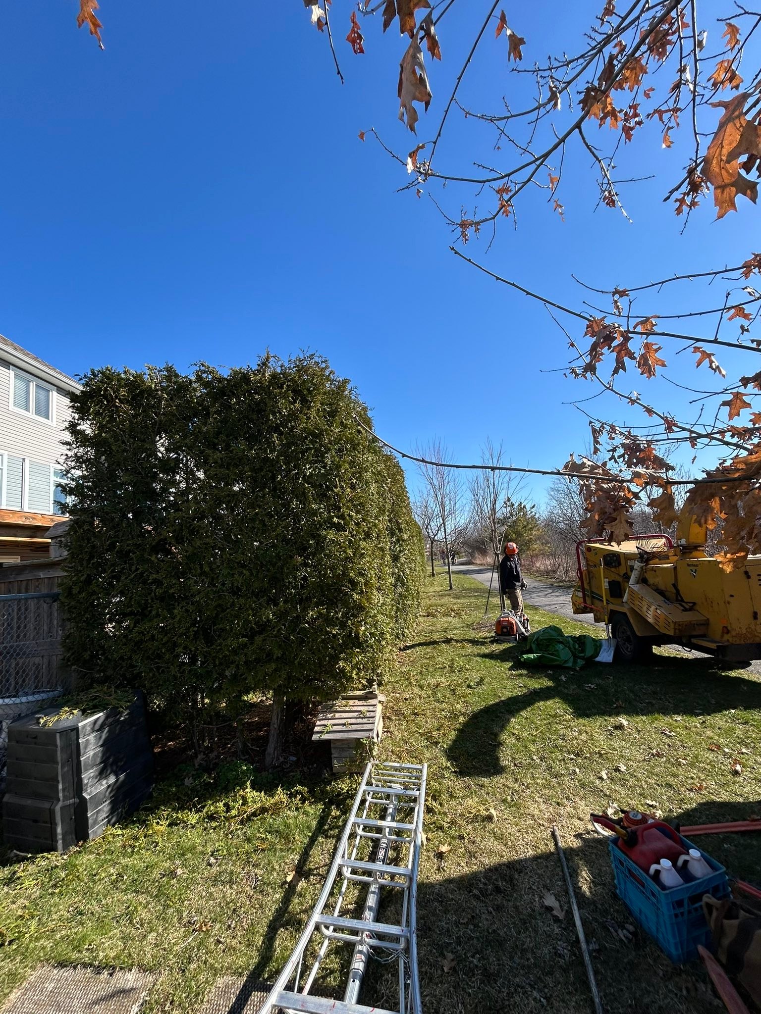Madden & Company Tree Service | Westport ON