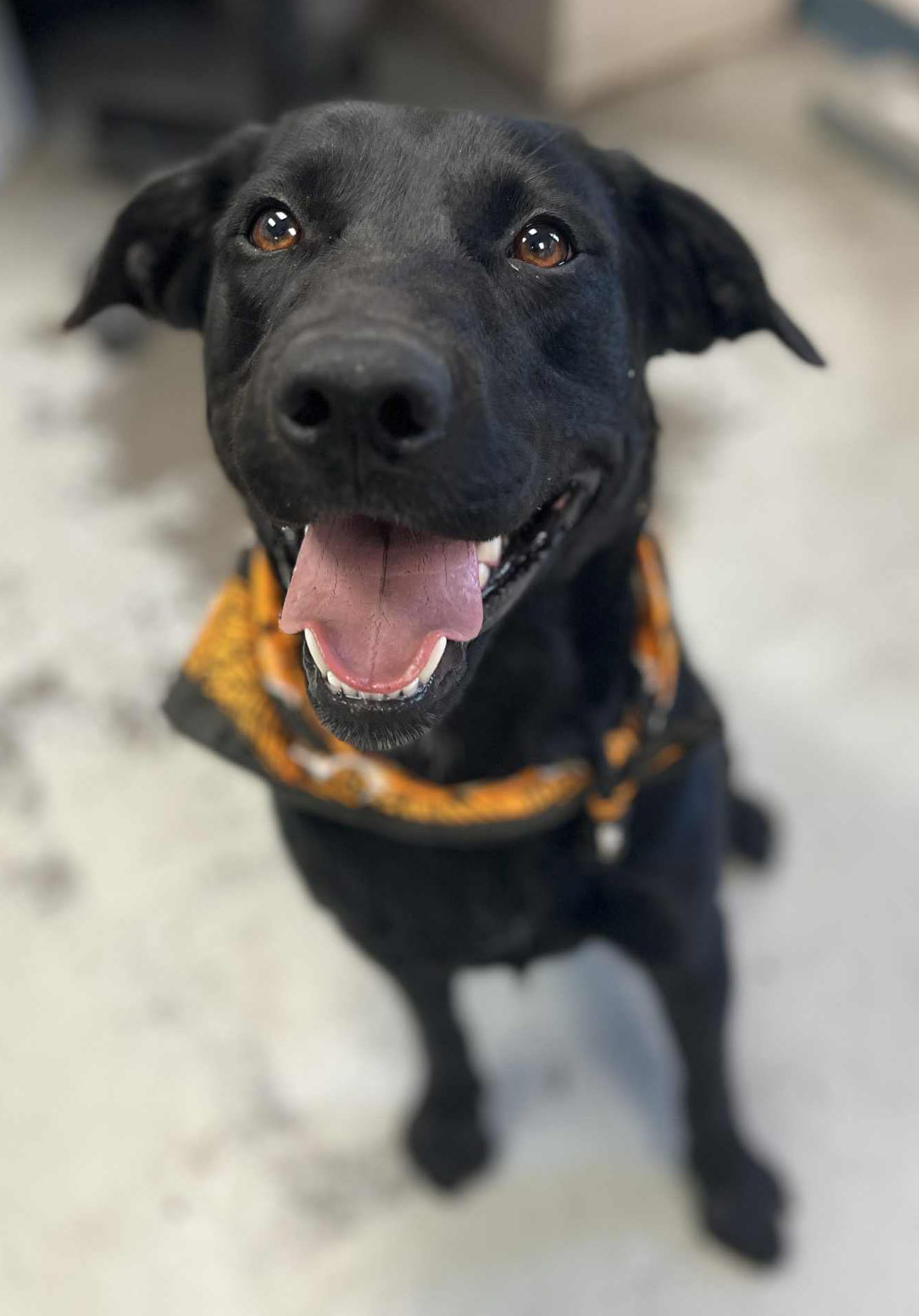 Golden Gate Labrador Retriever Rescue | San Francisco CA