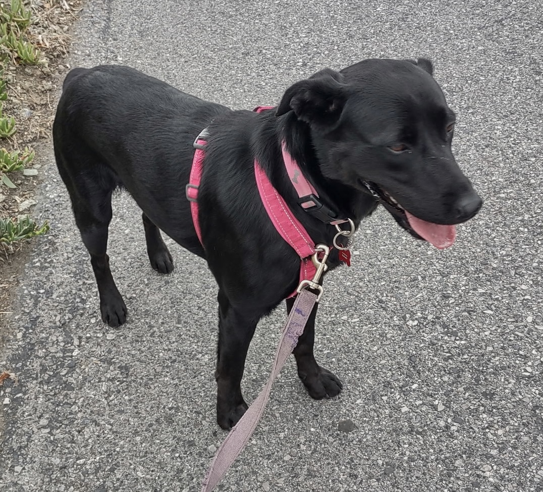 Golden Gate... - Golden Gate Labrador Retriever Rescue