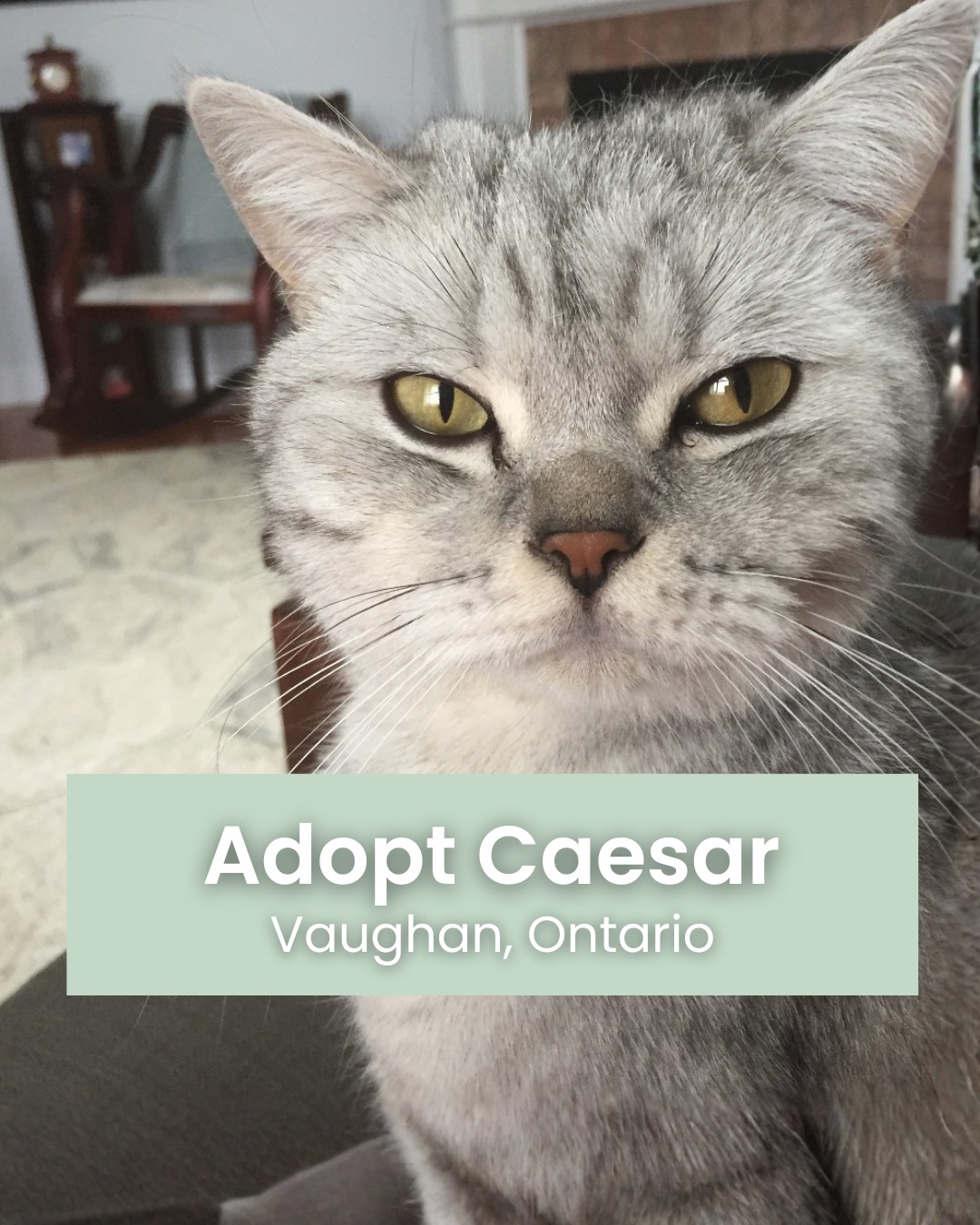 New Adoptable Meet Caesar! He is... - My Grandfather's Cat | Facebook
