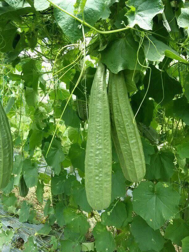 Angled Luffa REDGED GOURDS Sponge Gourds Chinese Okra Luffa Acutangula