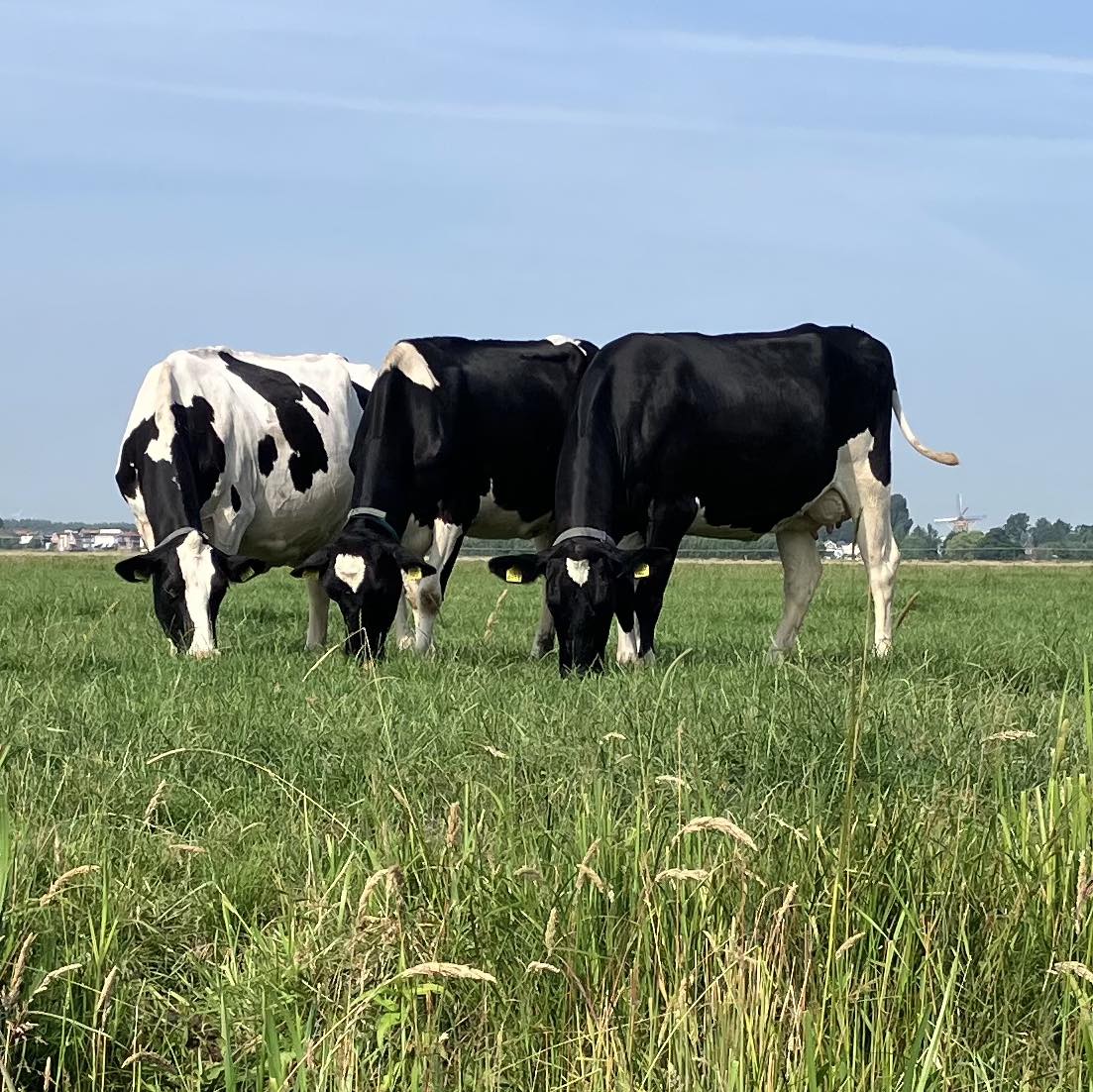 Veehouderijbedrijf... - Veehouderijbedrijf Van de Water VOF