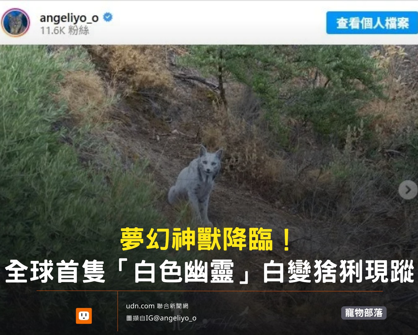 udn.com - 伊比利亞猞猁本就瀕臨滅絕，能拍到牠們已是難得……竟然還拍到「白色個體」！ 【夢幻神獸降臨！全球首隻「白色幽靈」白變猞猁現蹤 ...
