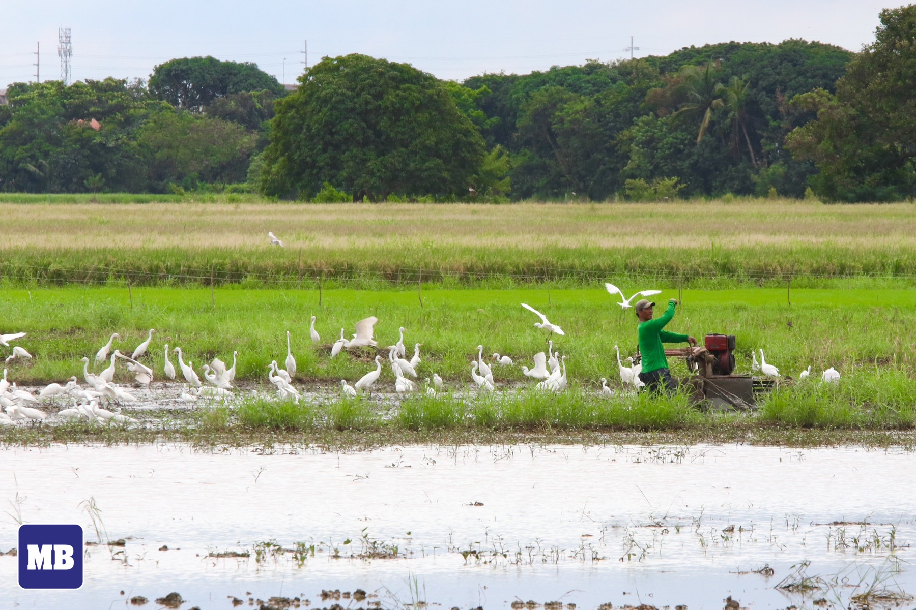 MANILA - LOOK: A farmer uses a hand tractor to plow a rice field in ...