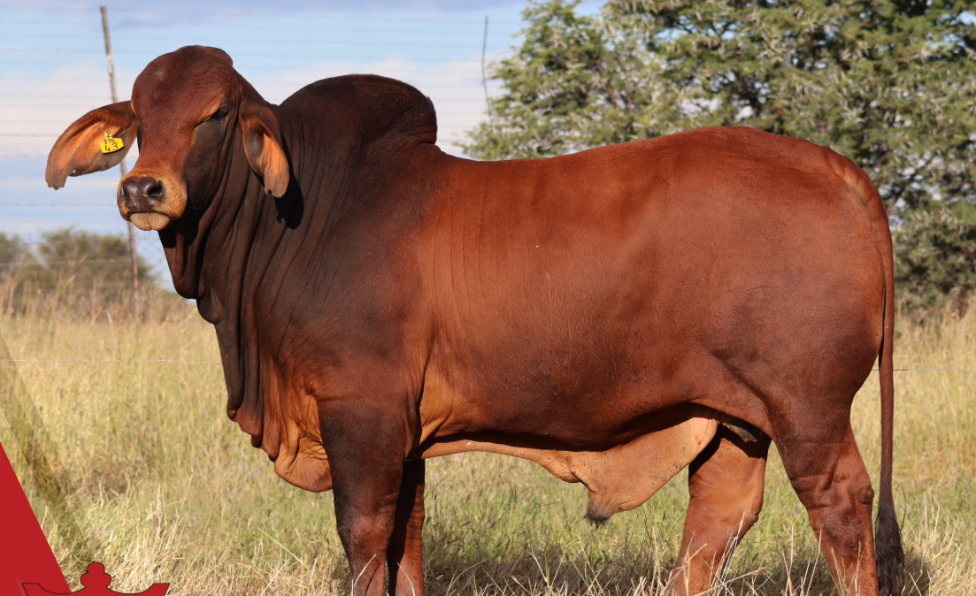 haji-dairy-cattle-farm-lahore