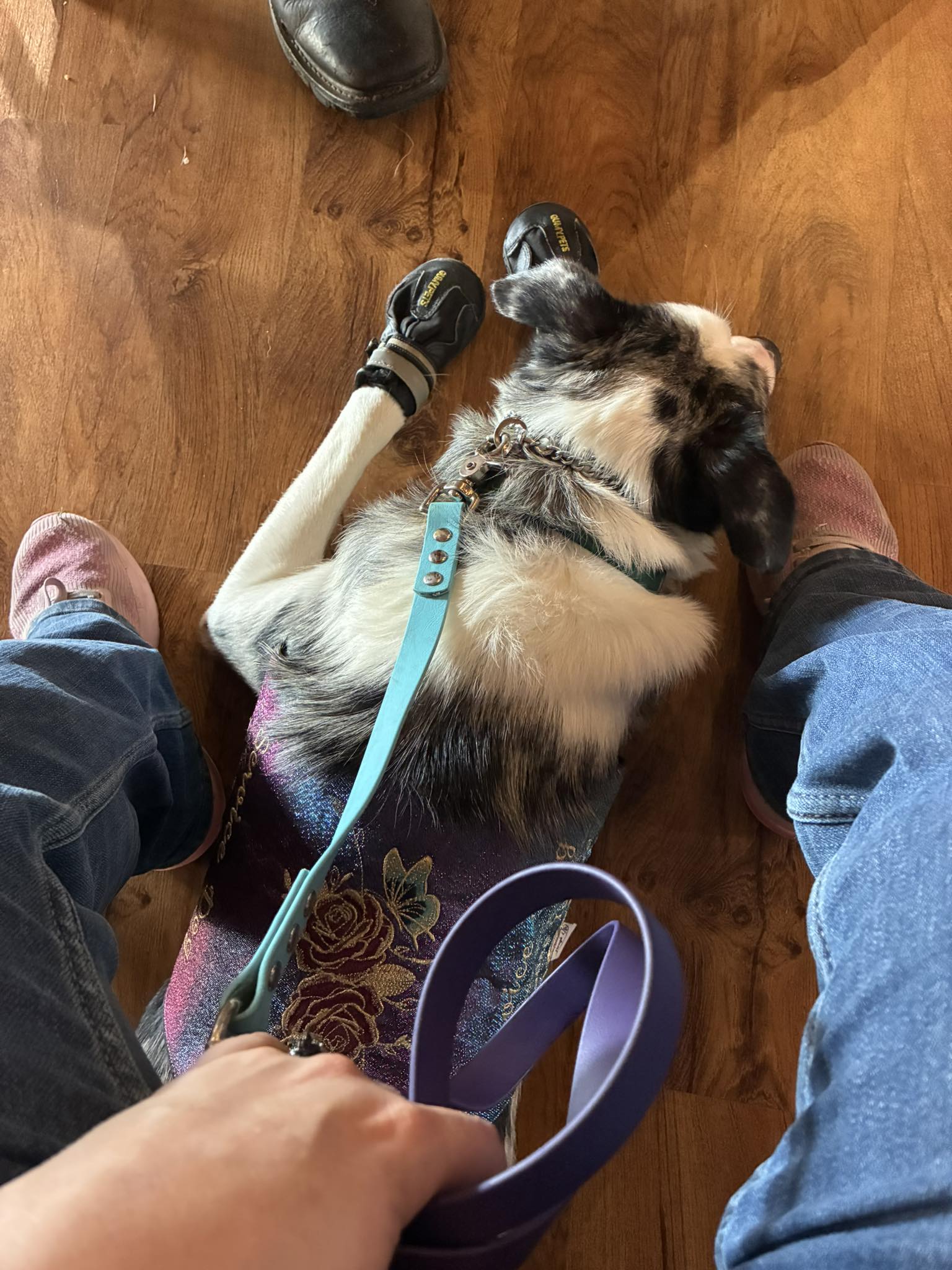 Where to find large purple Rex Specs dog goggles?