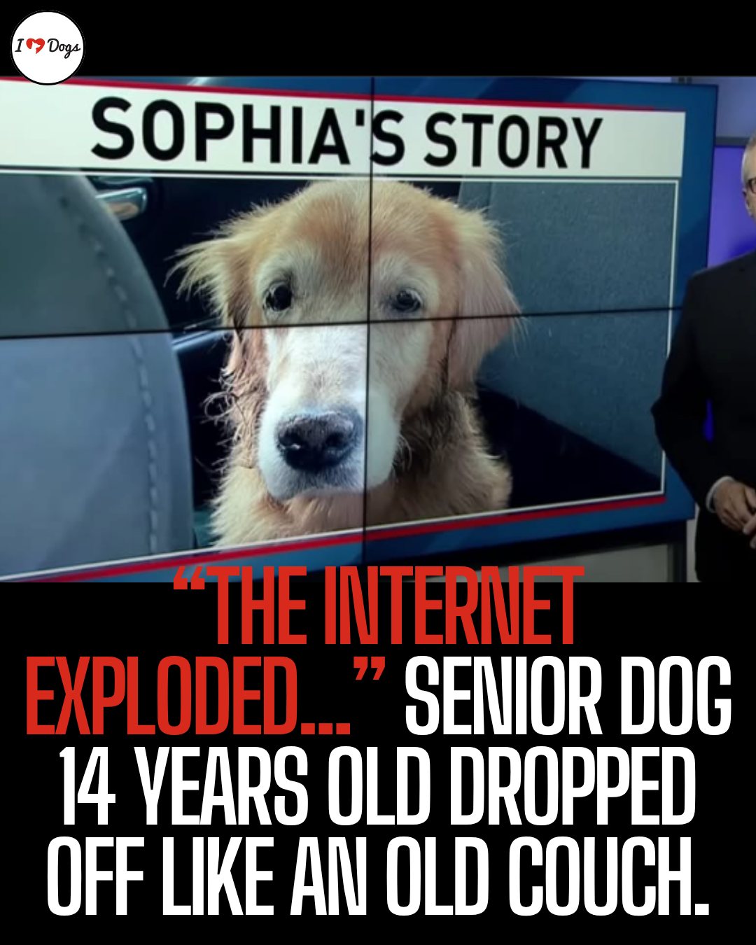 iHeartDogs - A recent surrender at a small-town shelter has struck a ...