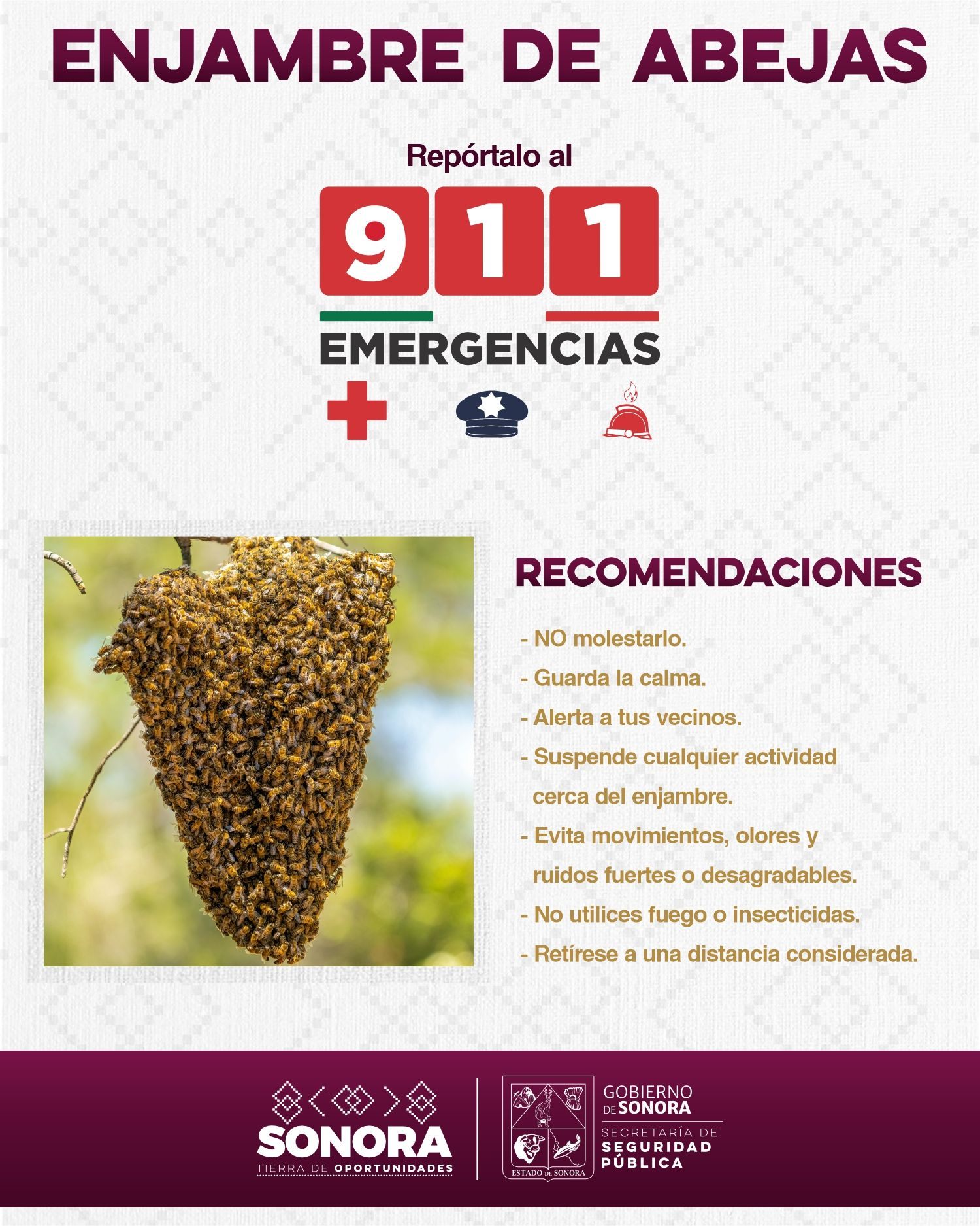 SSP - 🐝 Si identificas un panal de abejas 🐝 📞Reporta de inmediato su ...