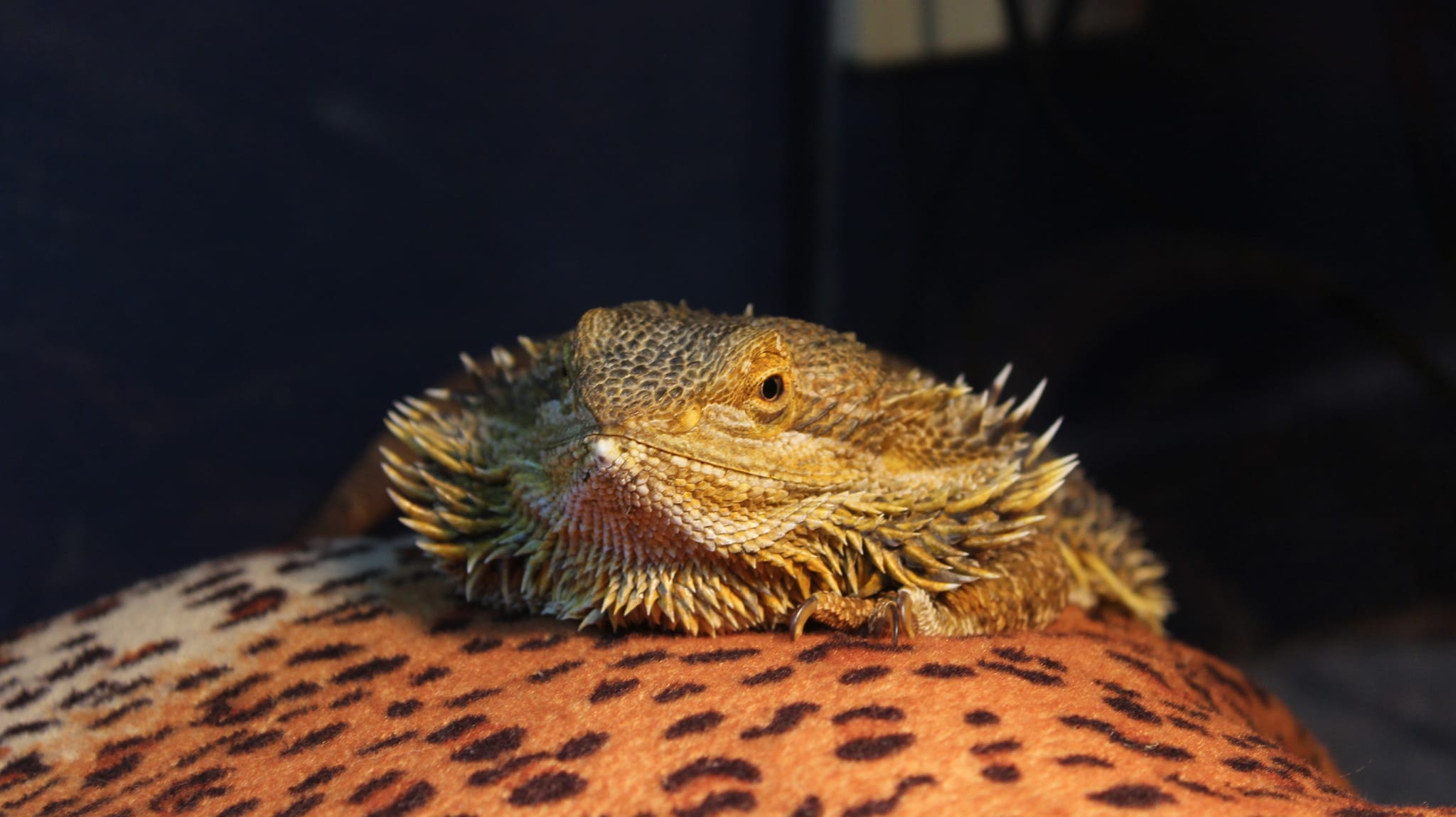 Some of the temporary pens nearly... - ReptileZ Pet Supplies | Facebook