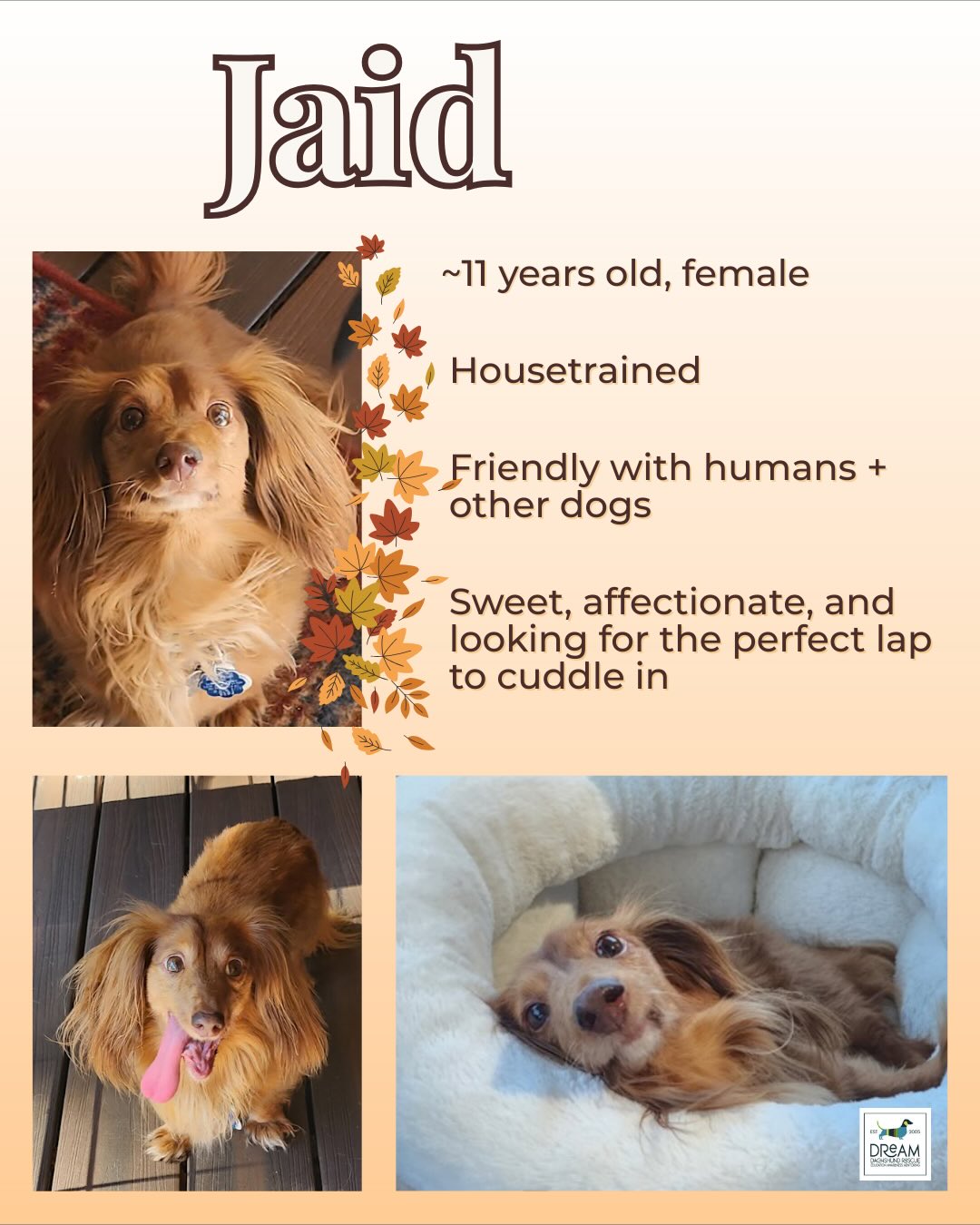 DREAM Dachshund Rescue added a... - DREAM Dachshund Rescue