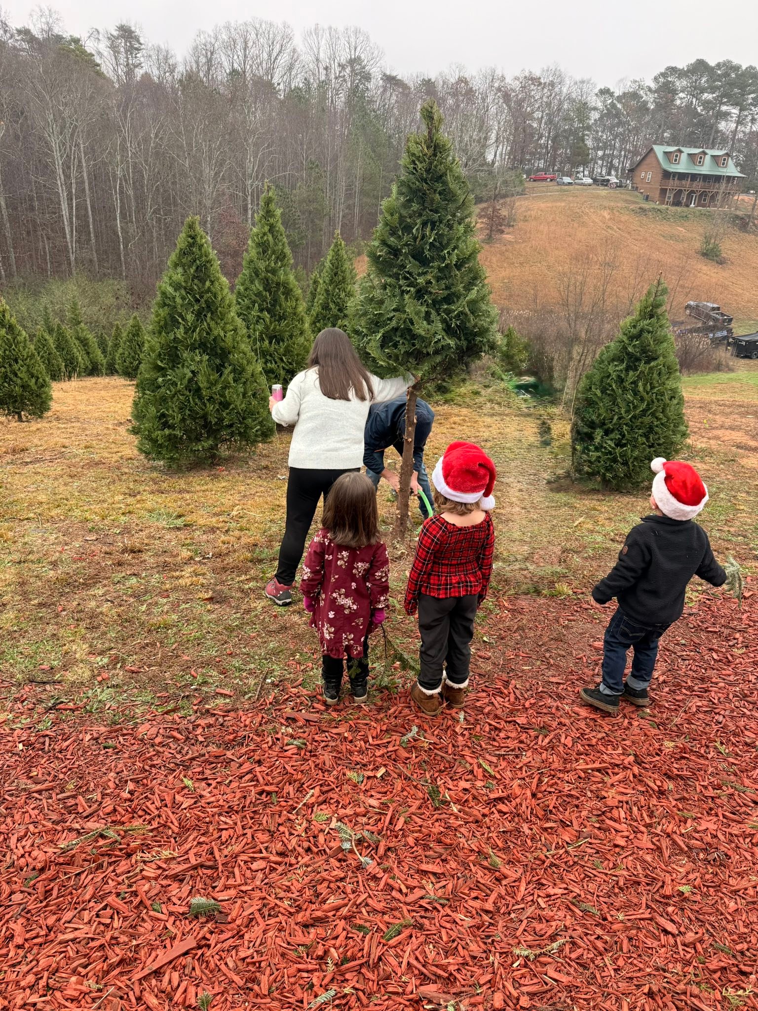 Moss Family Christmas Tree Farm | Adairsville GA