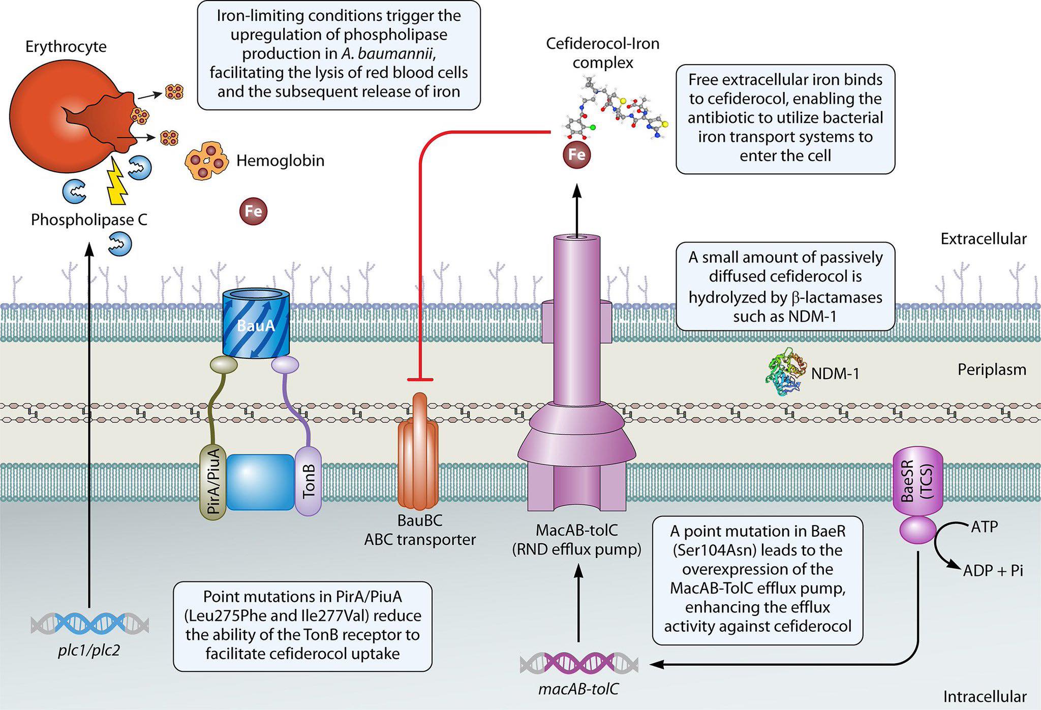 Cardiophilia - Molecular mechanisms underlying cefiderocol treatment ...