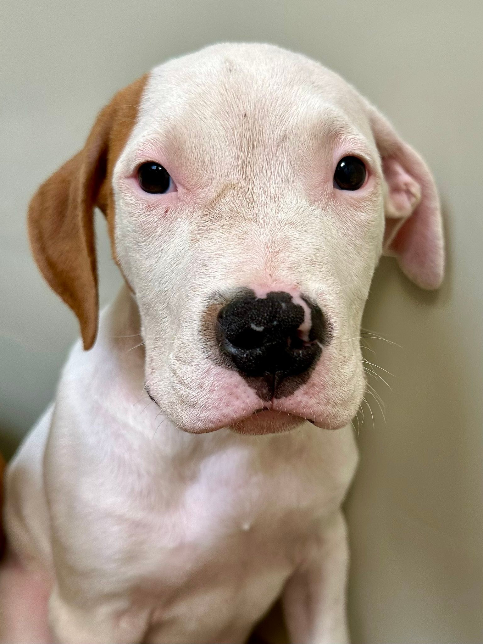 Kansas - Mikal: ADOPTED | Facebook