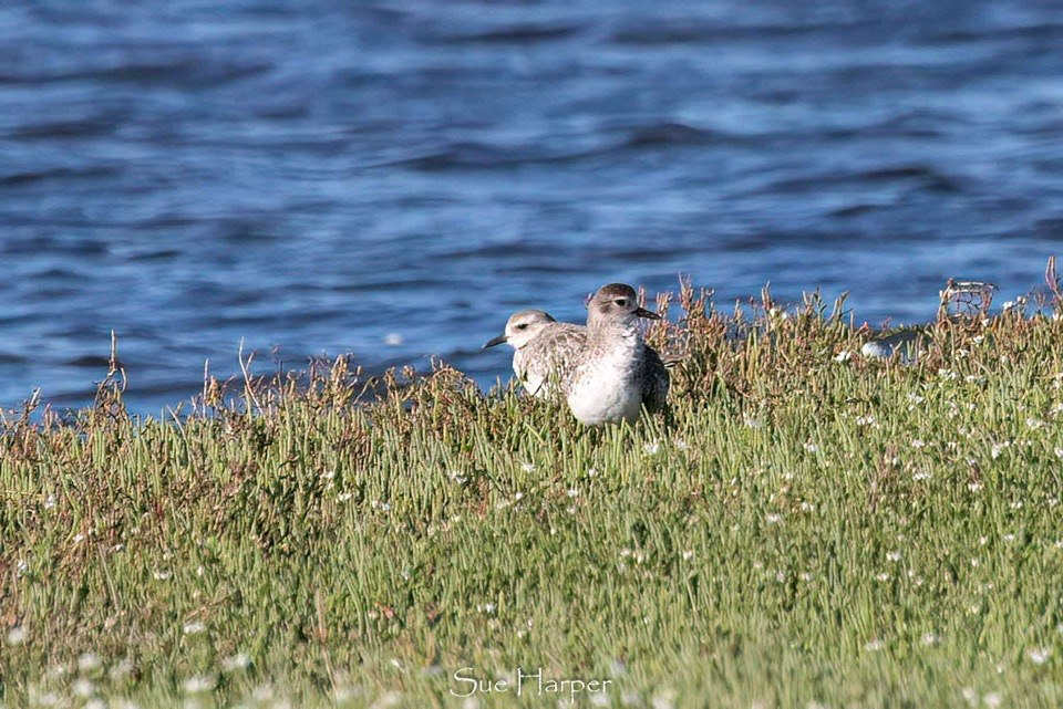 Melville Bird Sanctuary added a... - Melville Bird Sanctuary