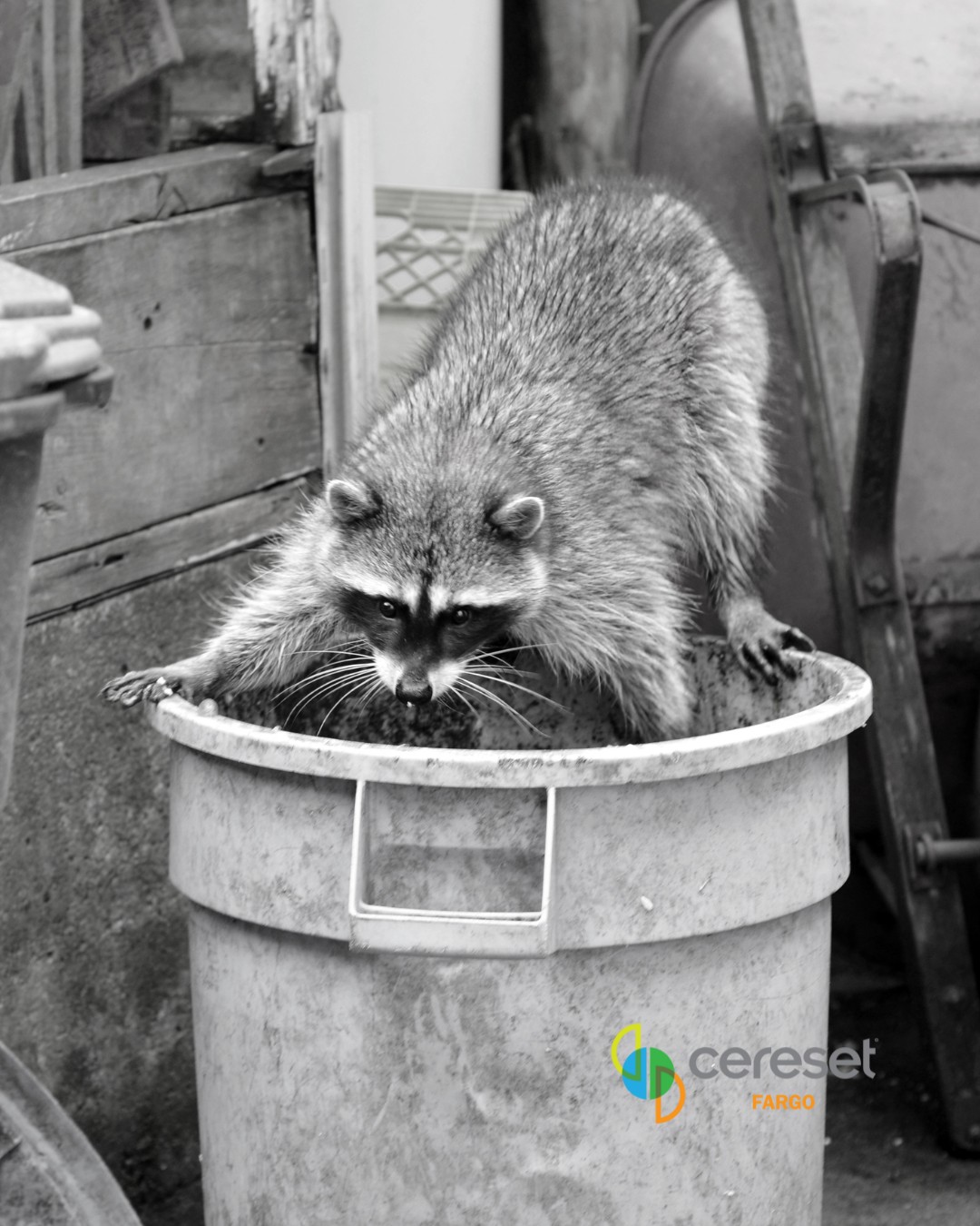 Cereset - 😴 Sleeping like a rock… or a raccoon in a dumpster? 🦝 🧠 If ...
