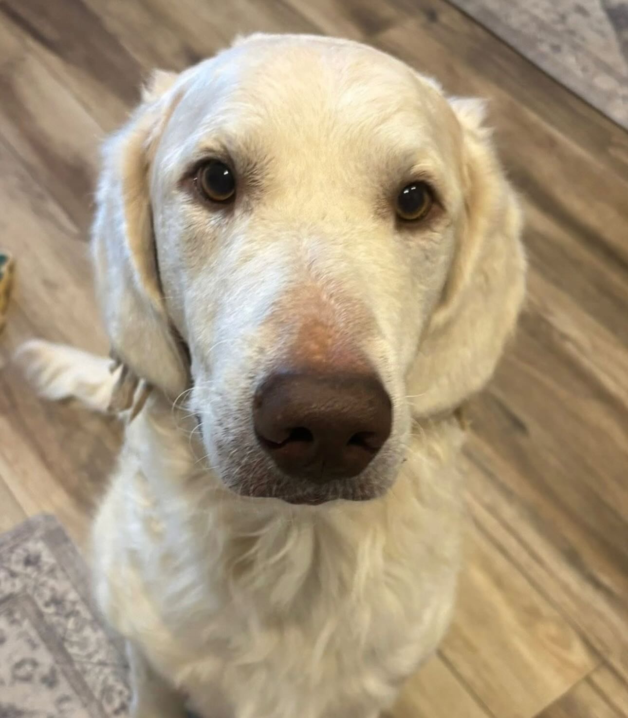 Mile High Labrador Retriever Mission