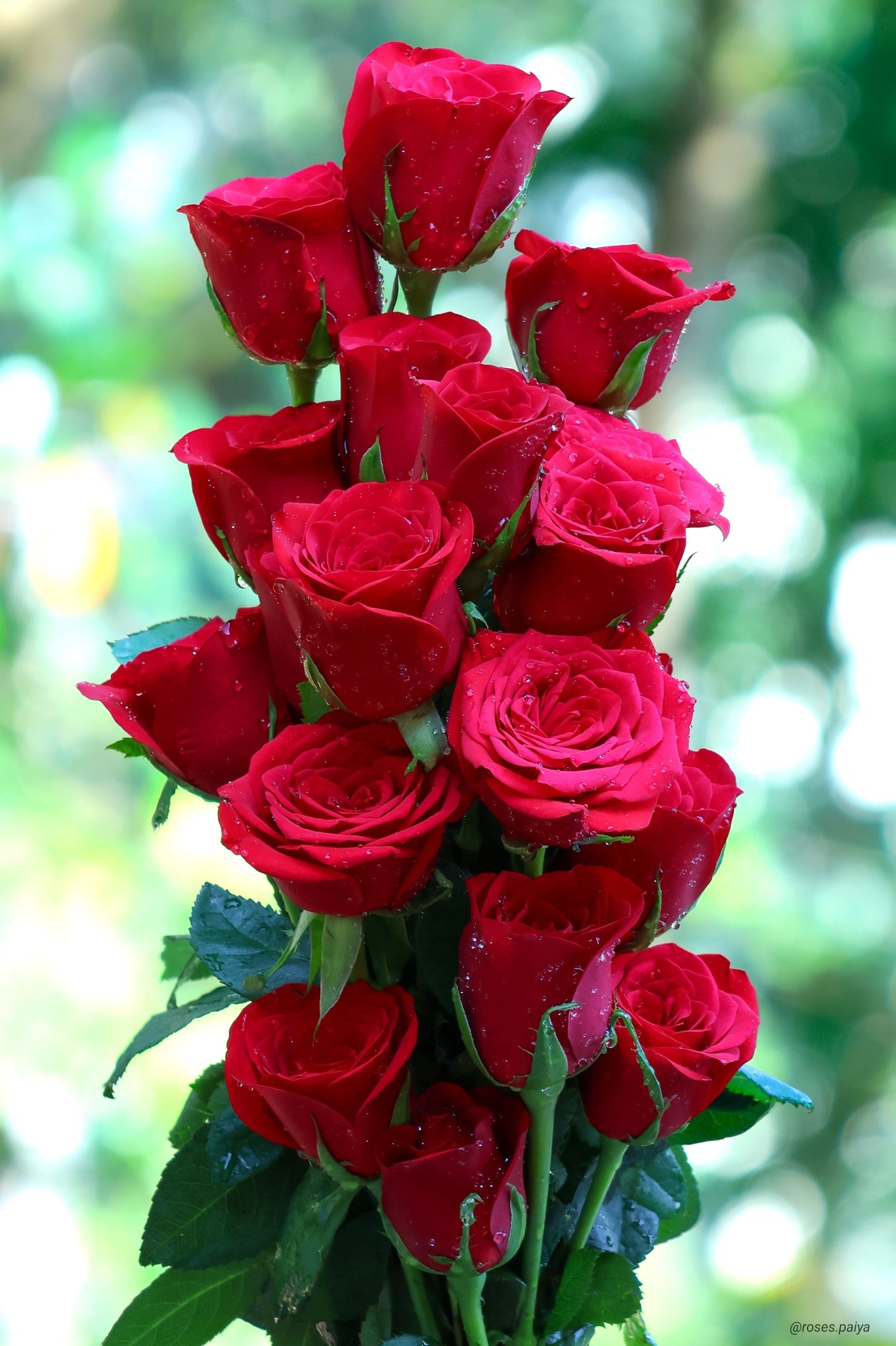 Roses - For you | Facebook