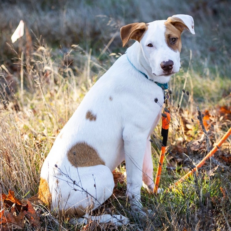 🎄 Cruz is wishing for a holiday... - Sandy Paws Rescue Inc. | Facebook