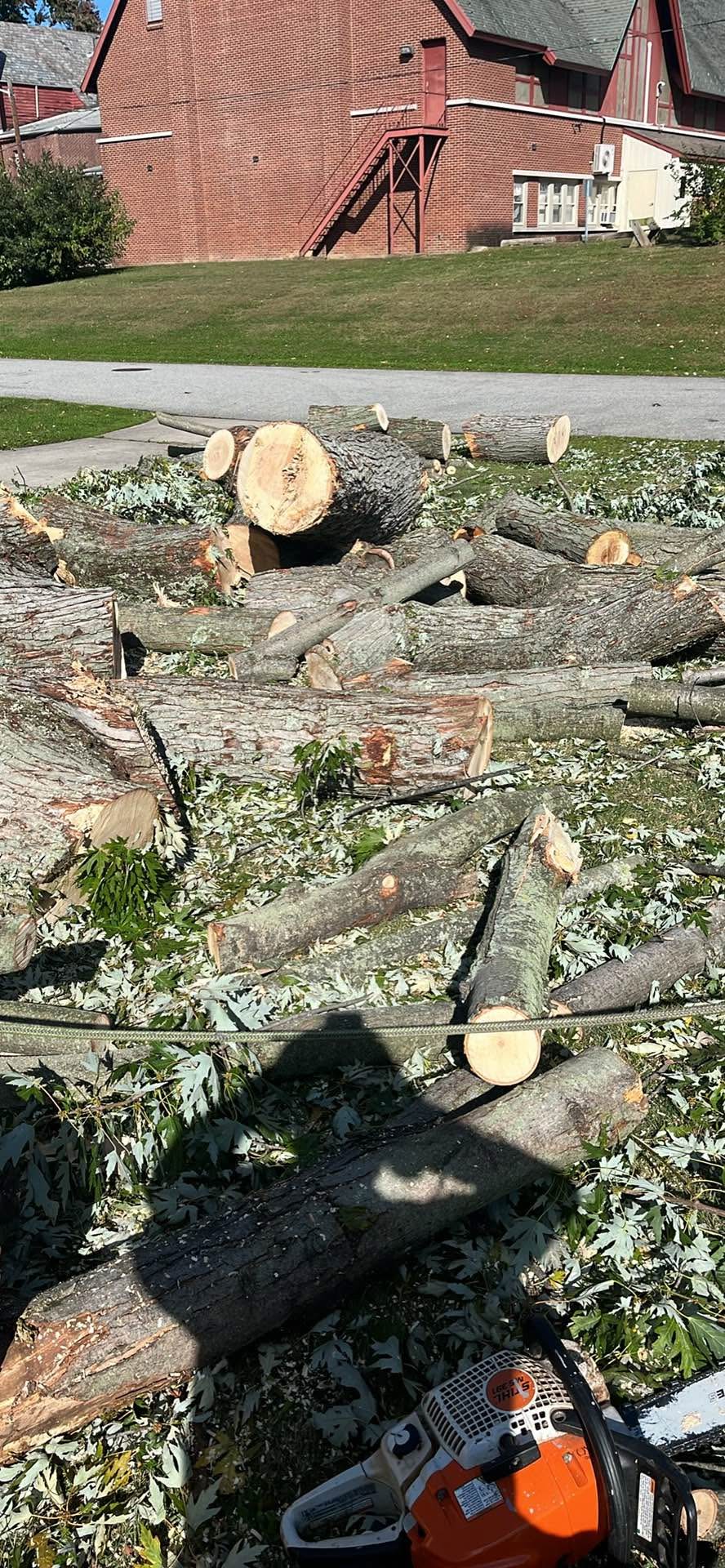 Poplar ,cherry and some walnut firewoo - Plants & Seedlings - West ...