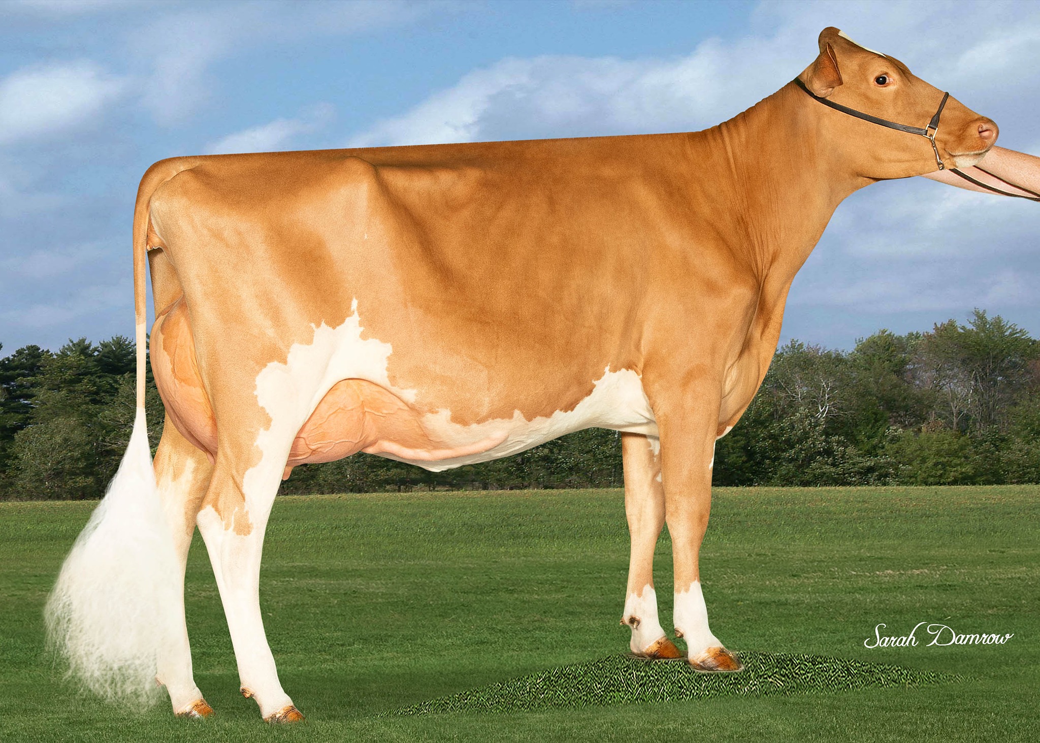 American - Congratulations to the October Cow of the Month, the recent ...