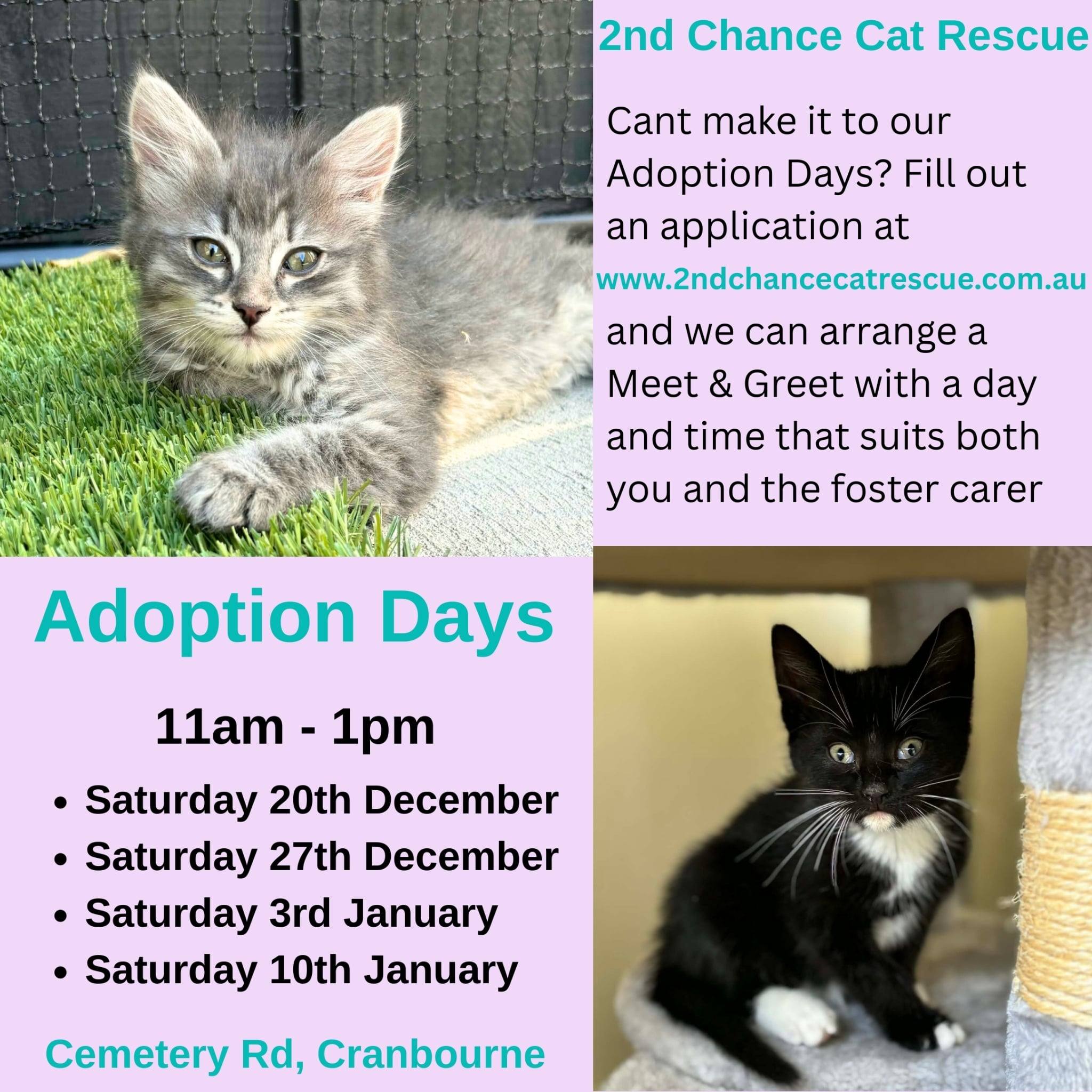 2nd Chance Cat Rescue added a new... - 2nd Chance Cat Rescue