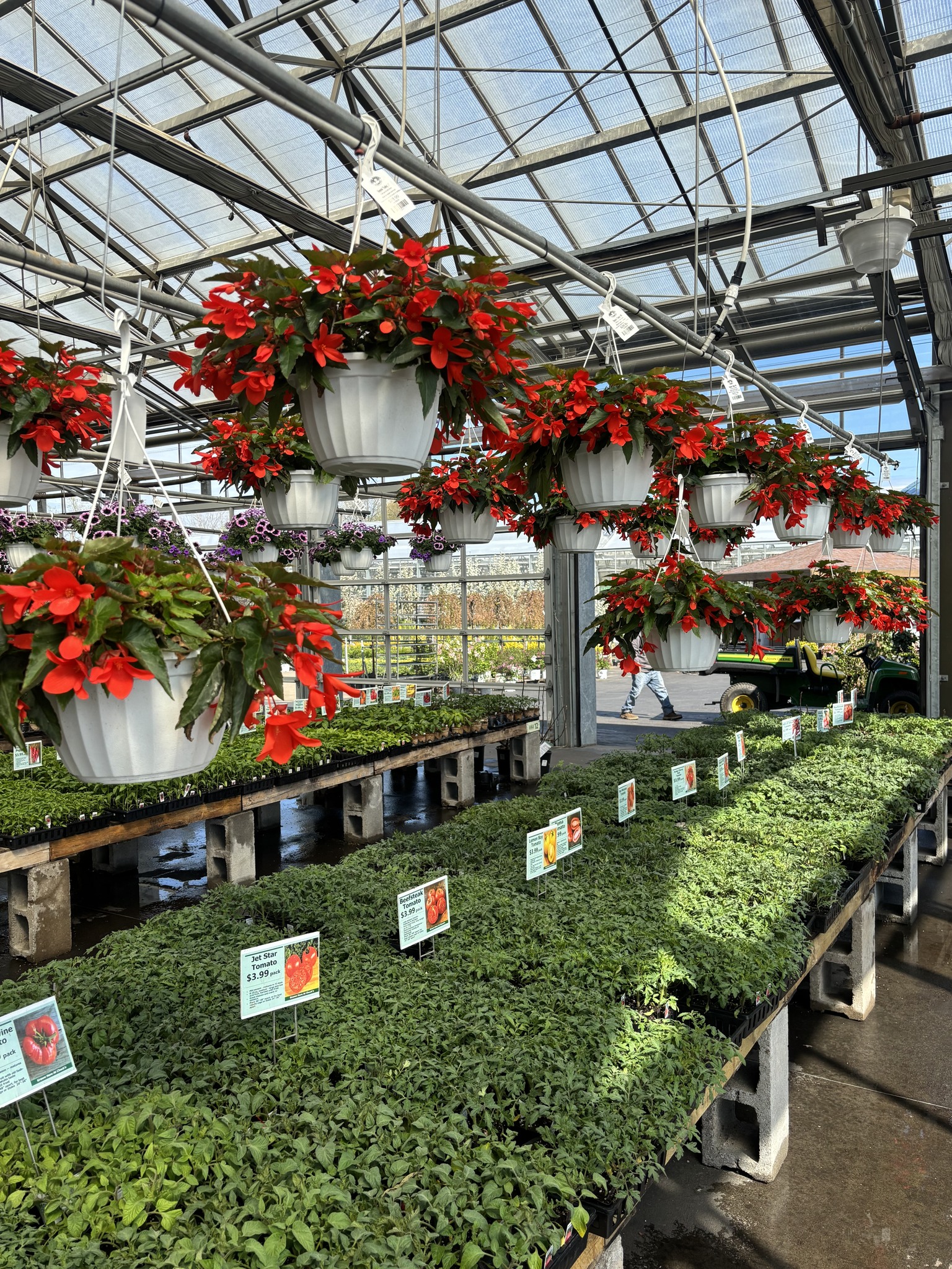 Veggie Plants, Mandevilla, Hibiscus, Hanging Baskets, New Guinea