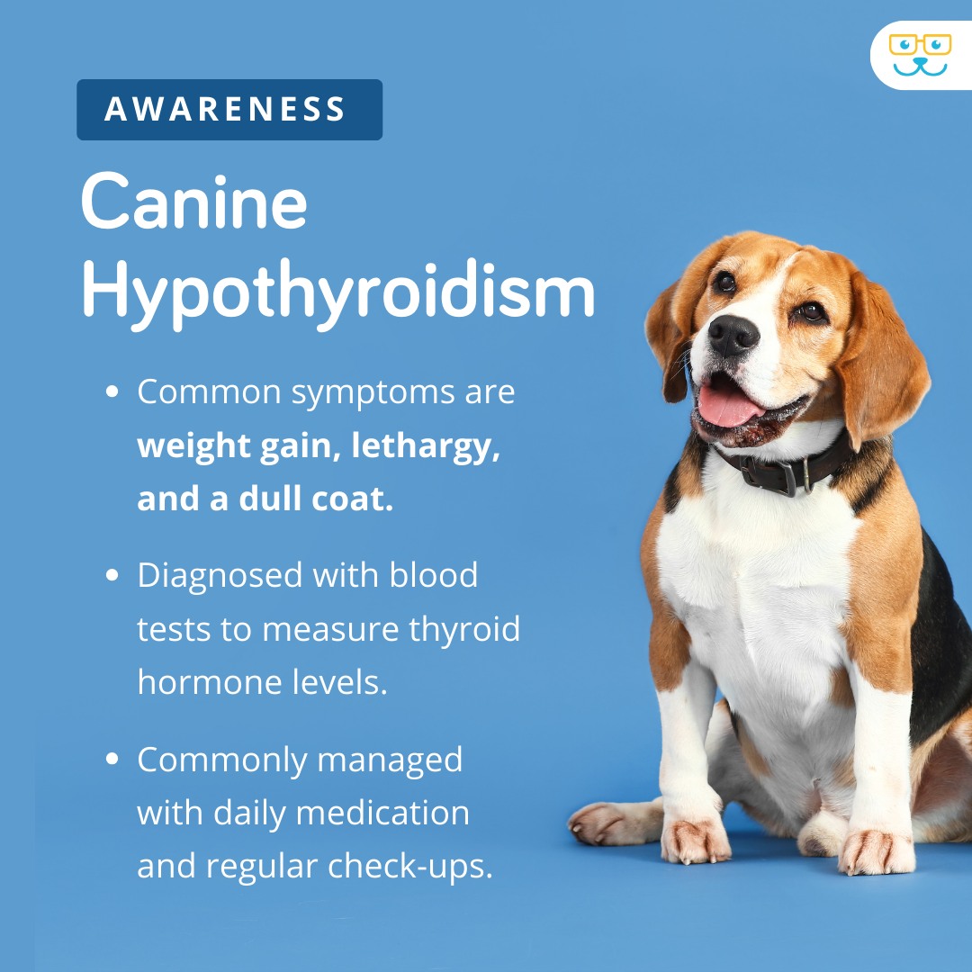 Cumming Did You Know Canine Hypothyroidism Is Common In Middle Photo Inspiration
