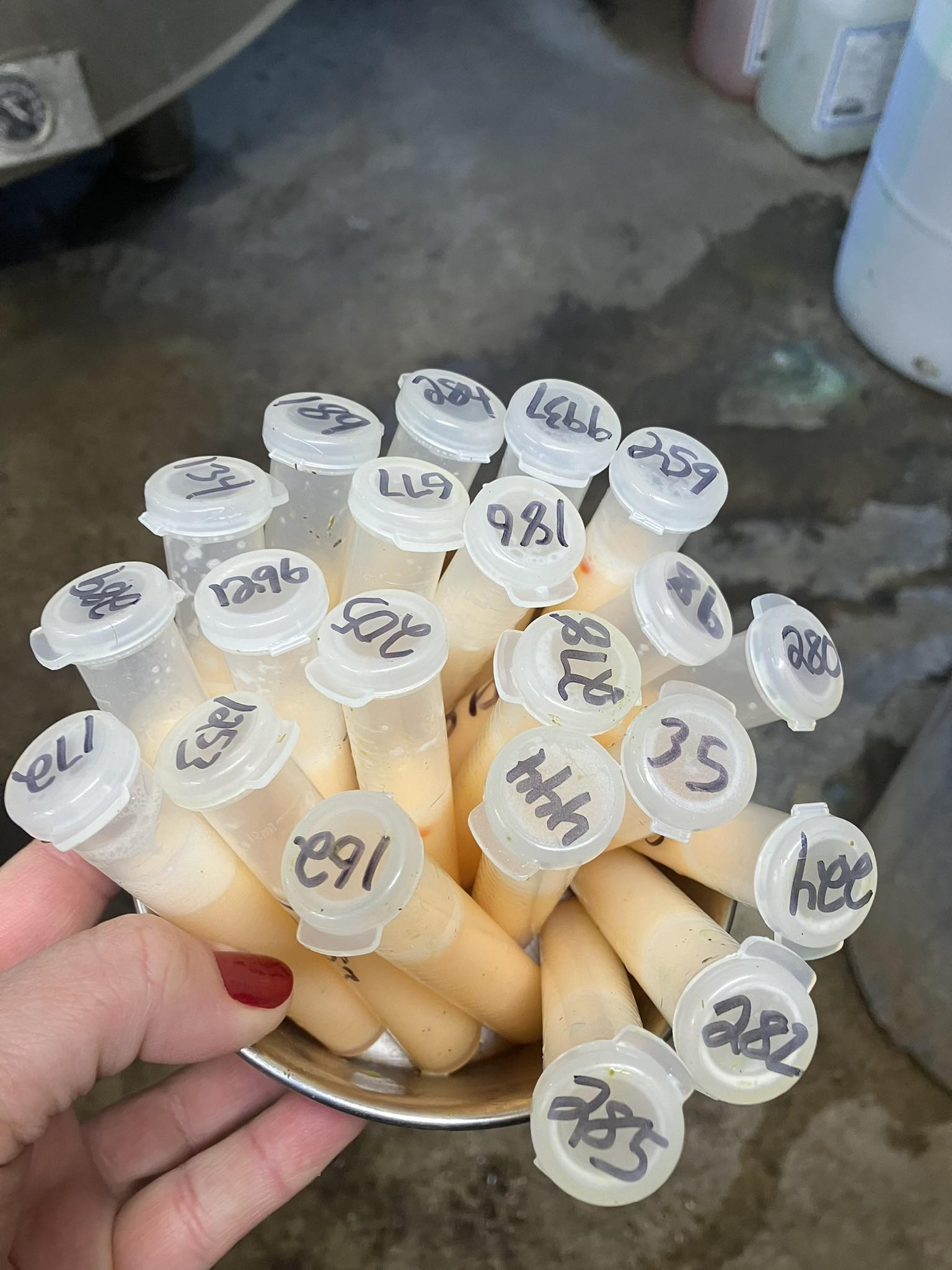 Appleridge - These milk samples are heading to the lab via the mail ...