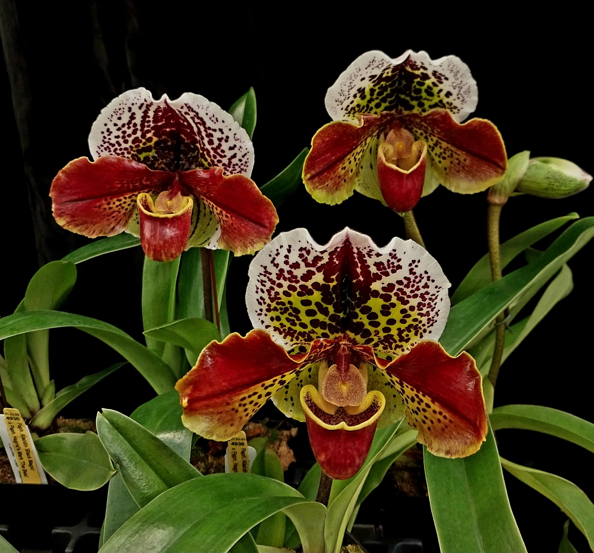 Blue Ridge Orchid Society