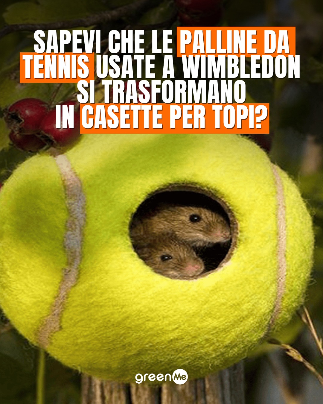 WIYETY 12 Palline Da Tennis In Gomma Naturale – Ideali Per Principianti, Allenamento Ricreativo E Giochi Per Cani