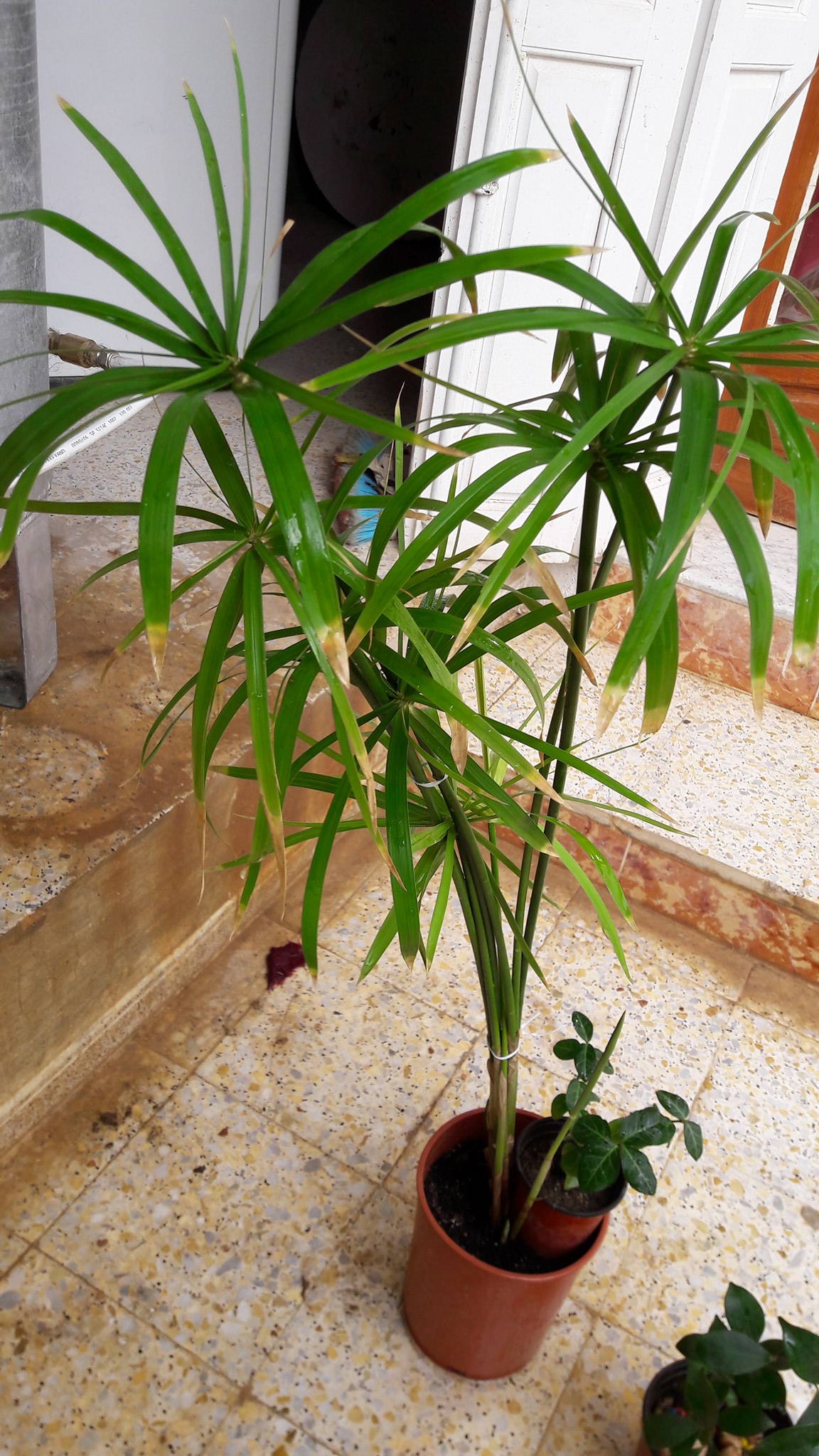 Amazonna animaux et plantes à vendre - Home | Facebook