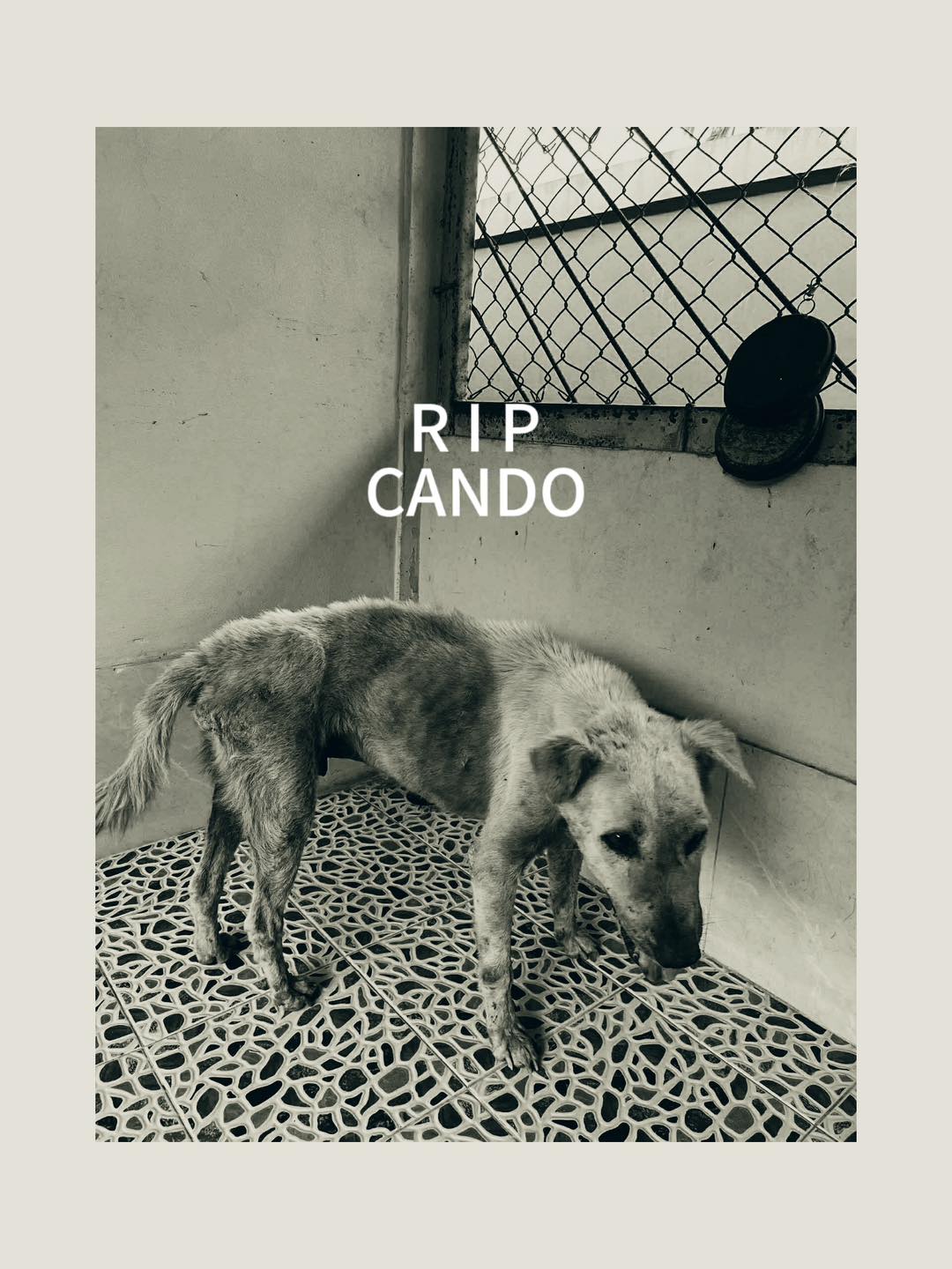 💔 RIP CANDO 💔 We are deeply... - Dog Rescue Thailand | Facebook