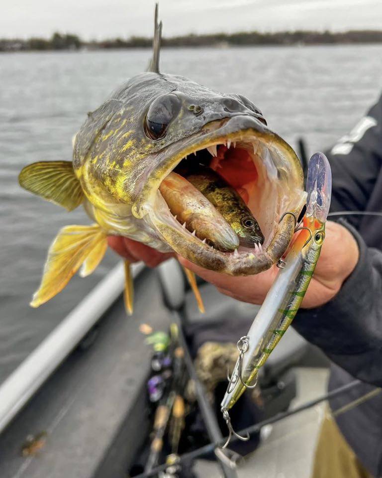deadly dicks fishing lures Dick Standard Lure - 10 erratic action that mimics mini-cart-sitewide-upsell Finish:FPC-Champagne Silver Daiwa BG4000 BG Saltwater