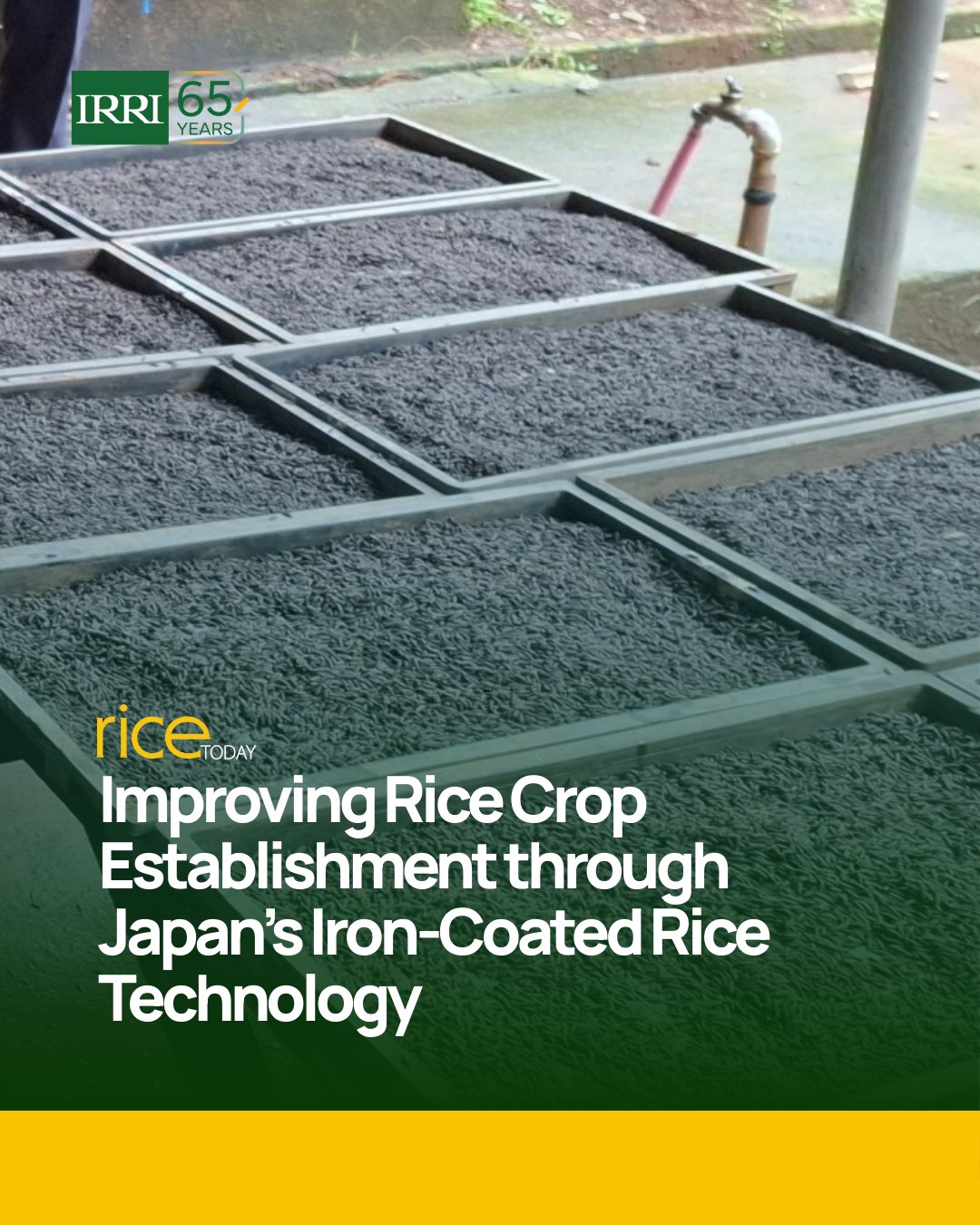 IRRI - Rice Today: In today's mounting challenges faced by farmers ...