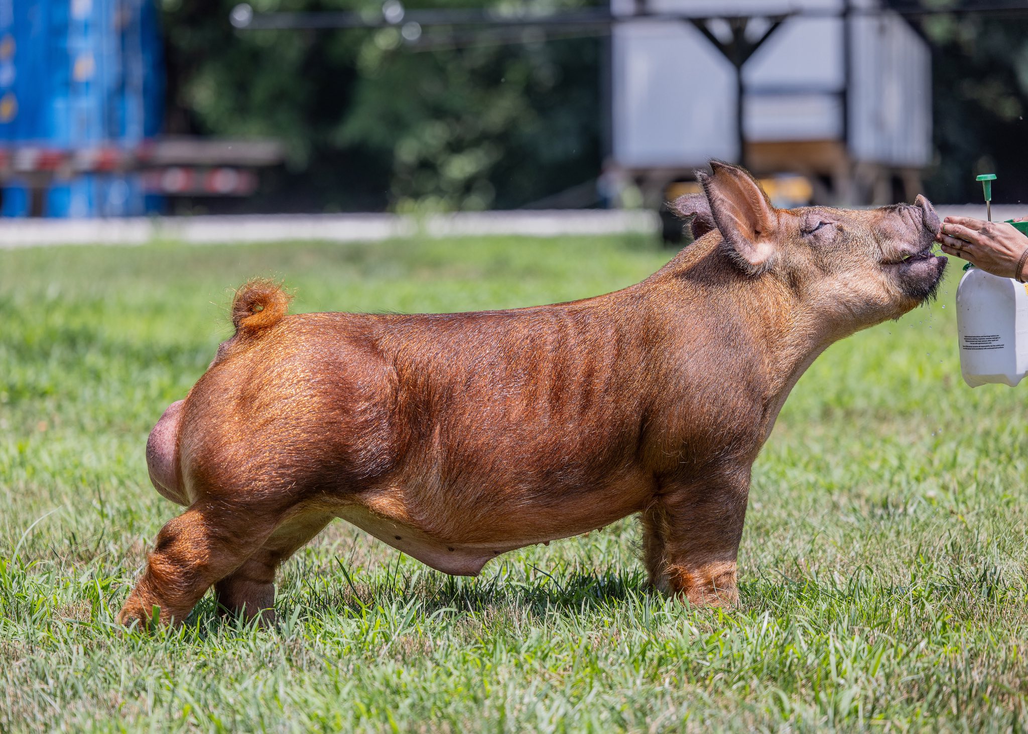 Pay attention Tamworth breeders* 2 NEW ADDITIONS! We couldn't be