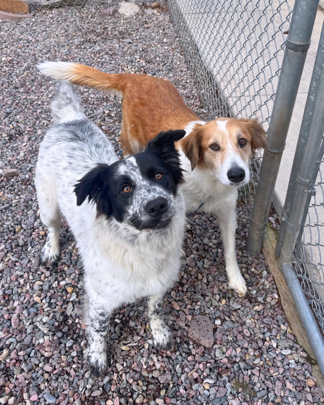 The Humane Society of Western Montana | Missoula MT