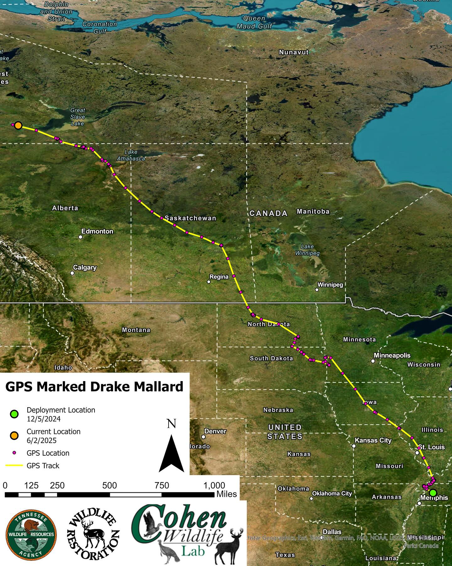 Cohen - From Tennessee to the Northwest Territories, this drake mallard ...