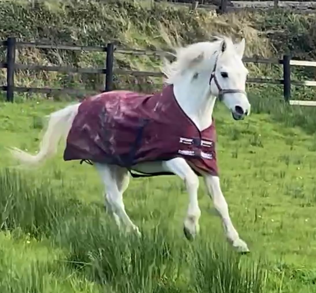 Diamond's Equine Renvyle - The Connemara Pony National Stud added a new ...