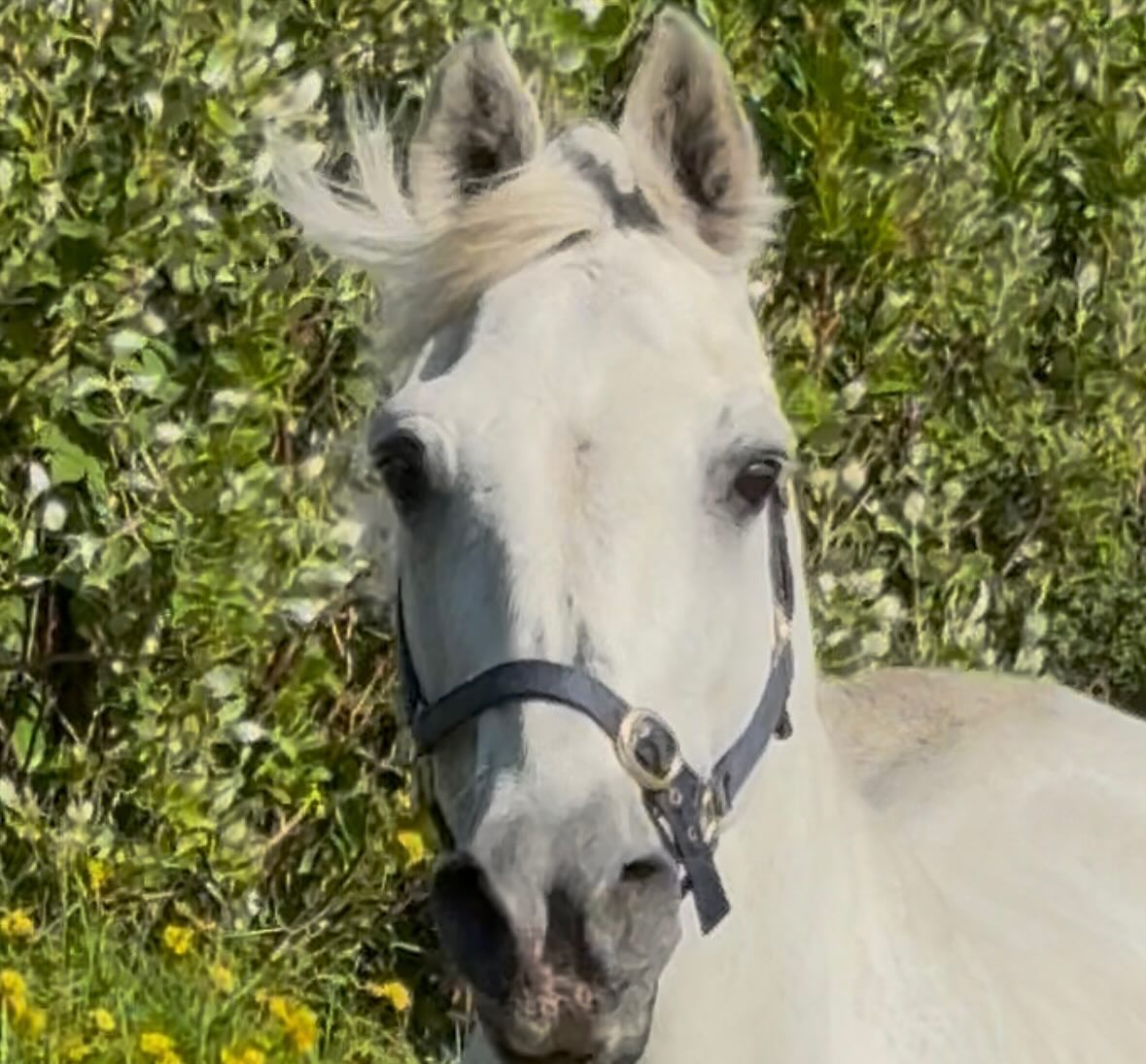 Diamond's Equine Renvyle - The Connemara Pony National Stud added a new ...