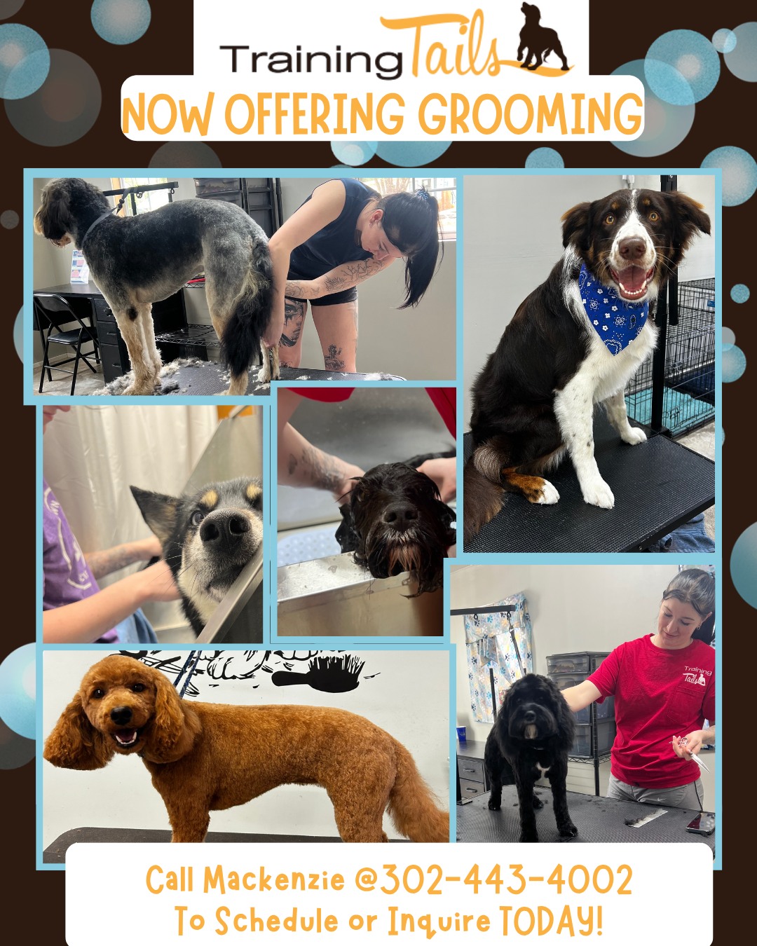 Training Tails - ‼Training Tails is pleased to announce... | Facebook
