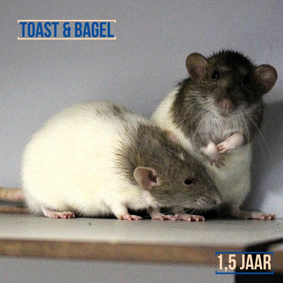 Dierenasiel - Toast & Bagel zijn twee dametjes van 1,5 jaar oud. Dat ...