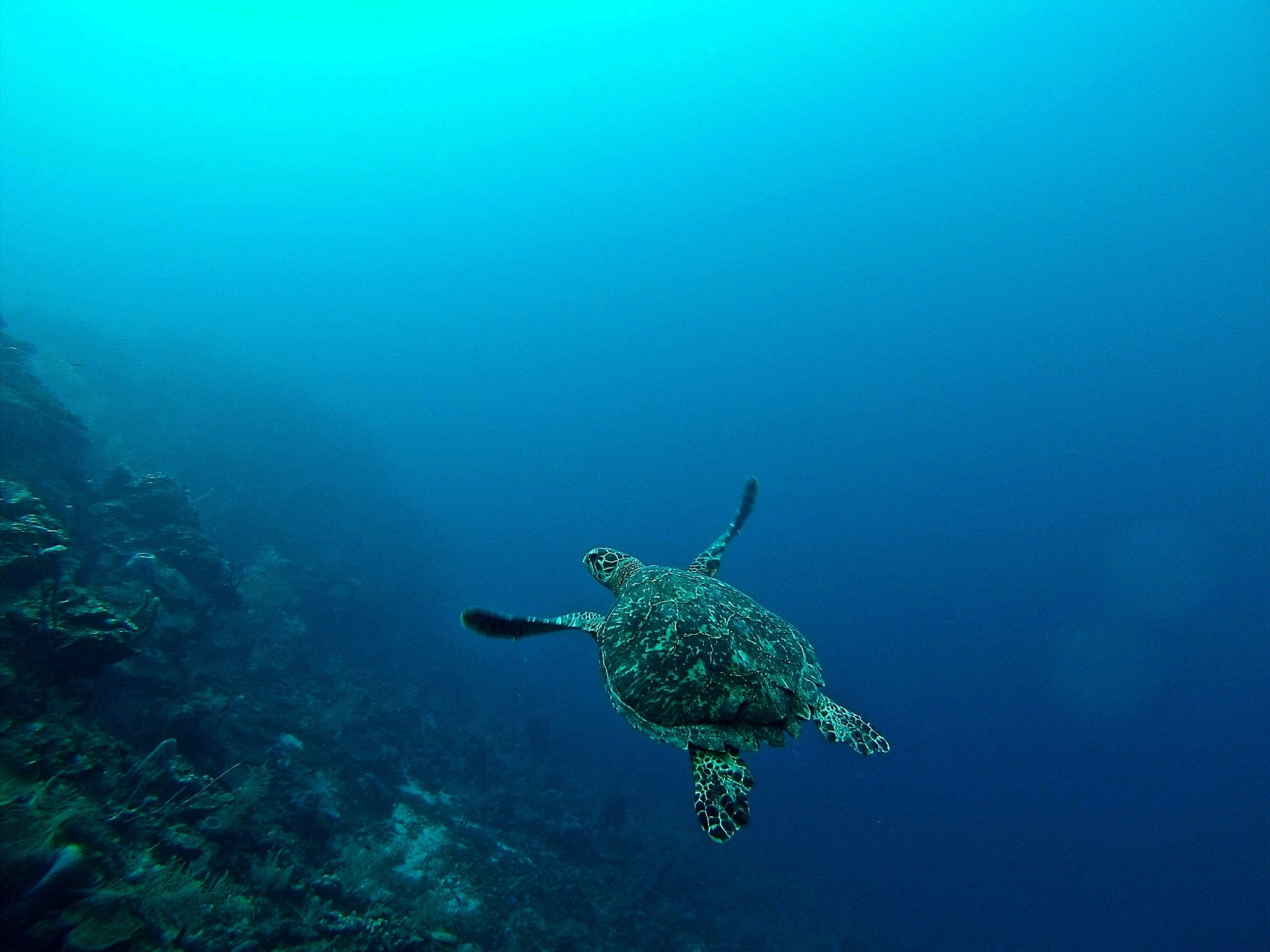 Oceanic Society - Roatán, the largest of the Bay Islands,... | Facebook